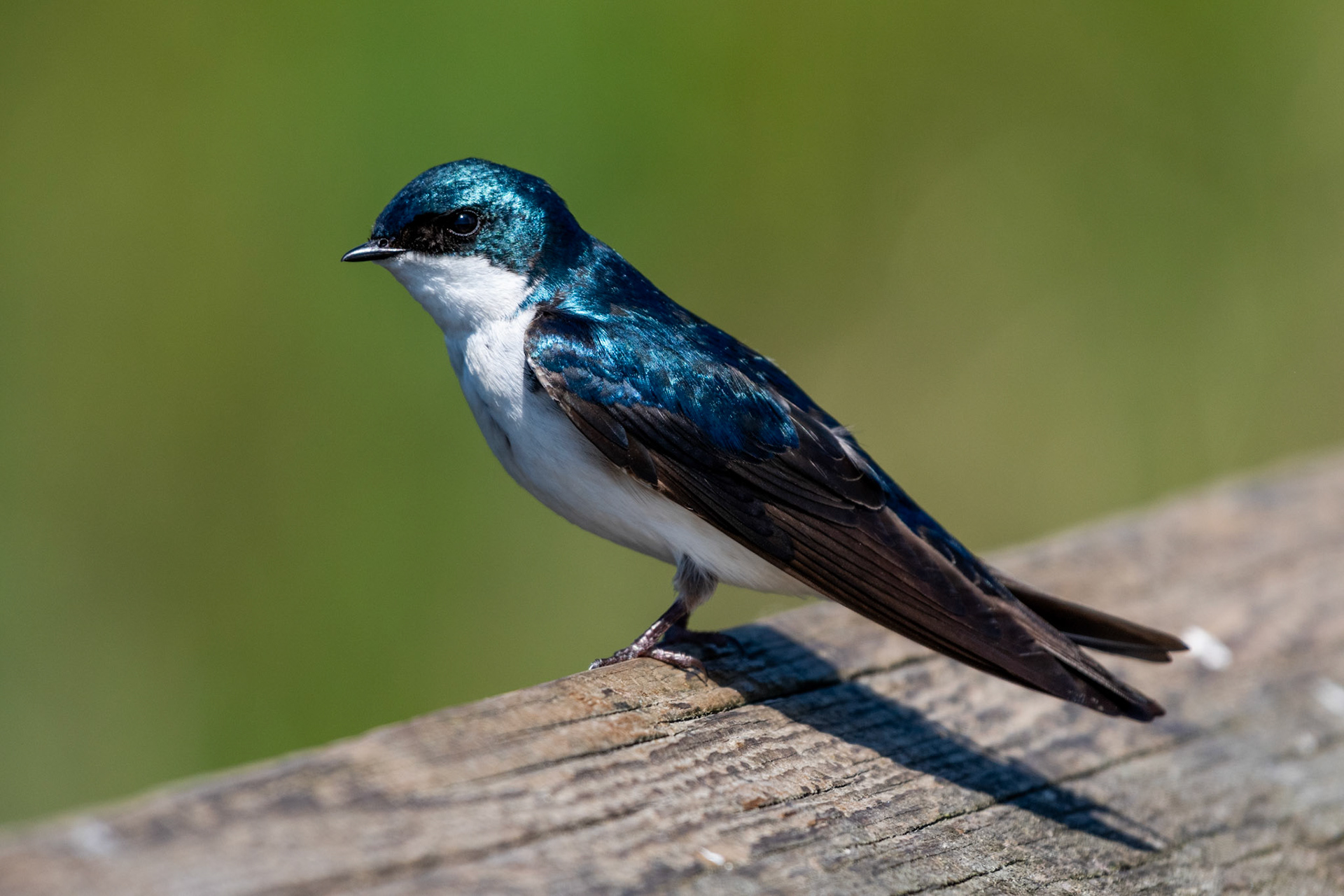 Hirondelle bicolore