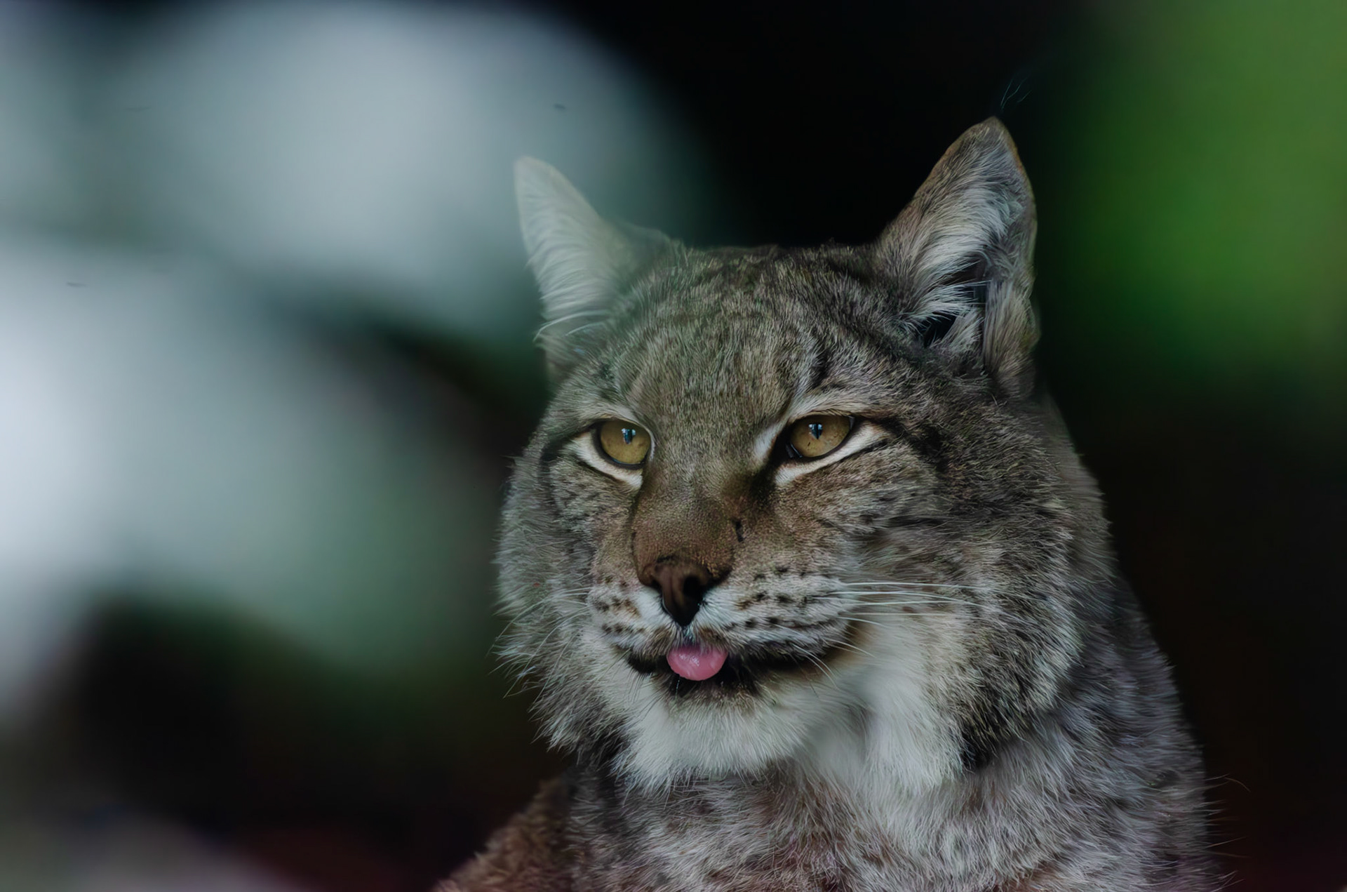 Lynx boréal