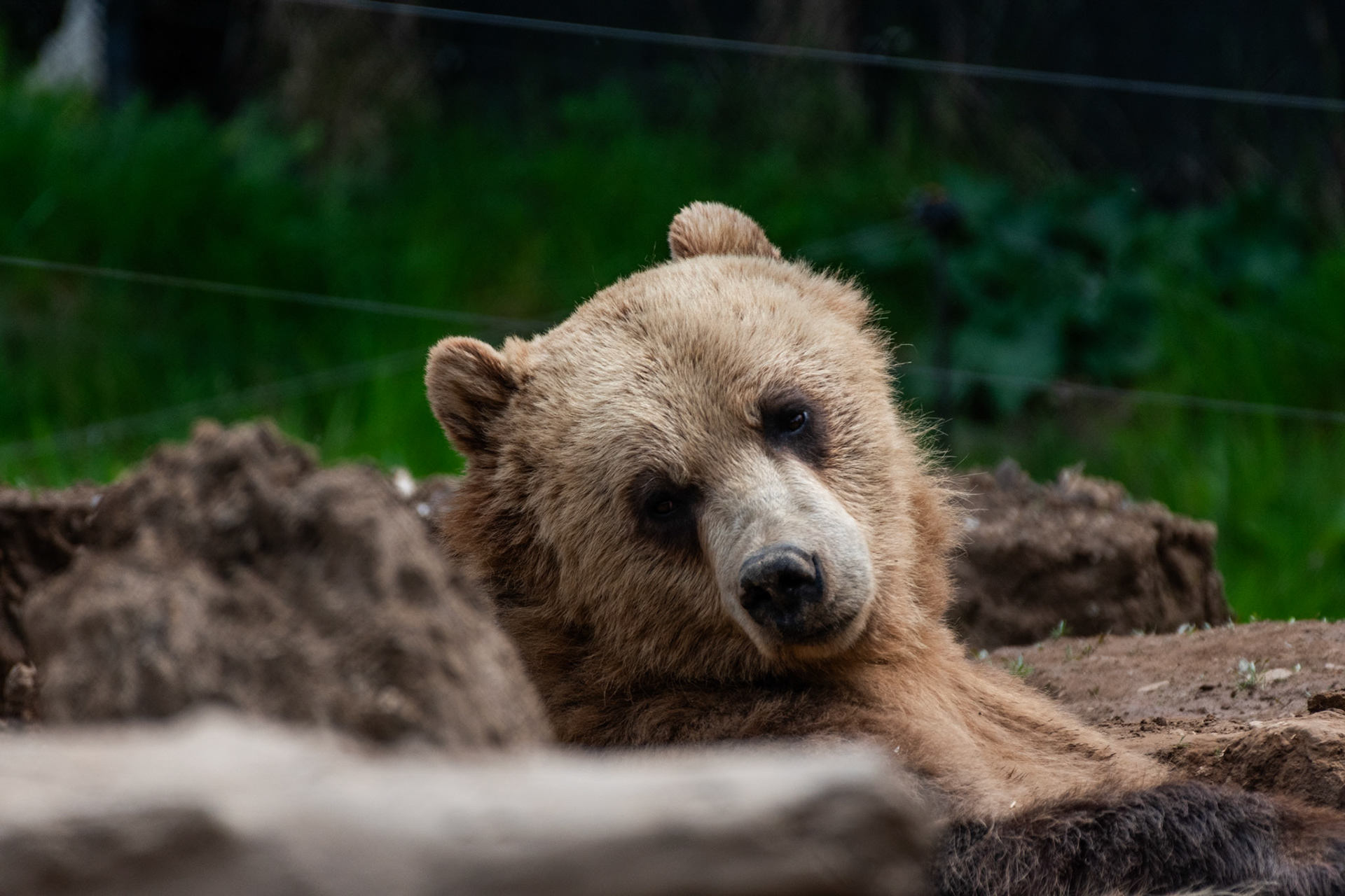 Ours brun