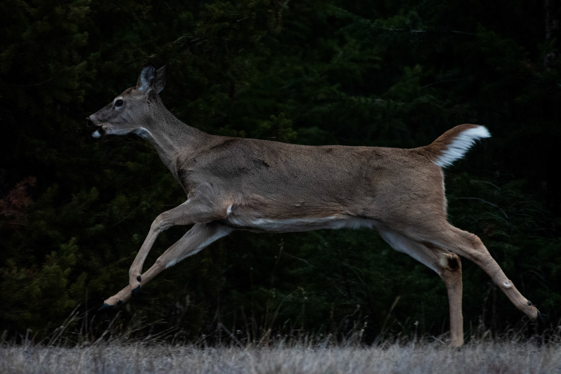 Cerf de Virginie