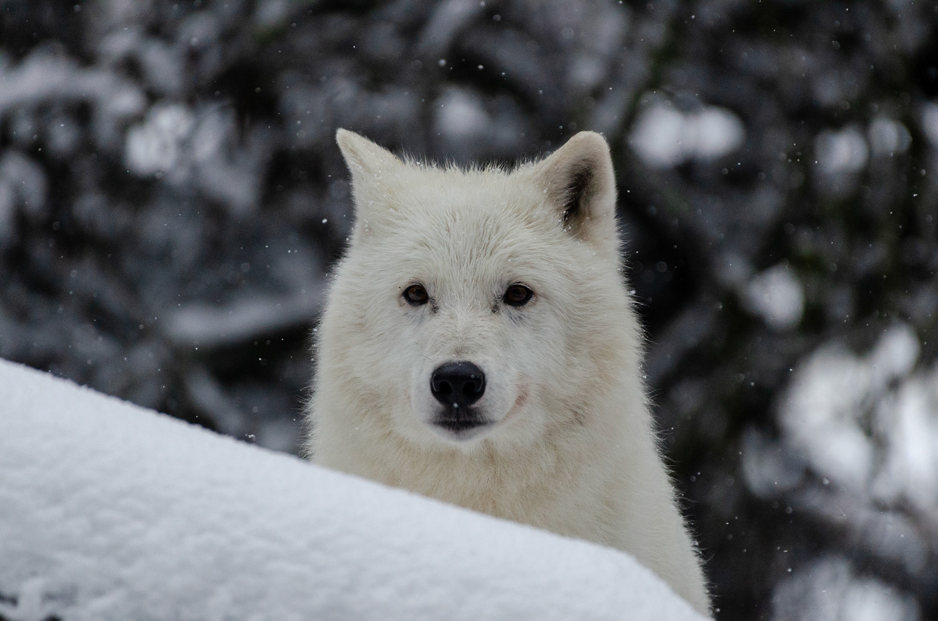 Loup arctique