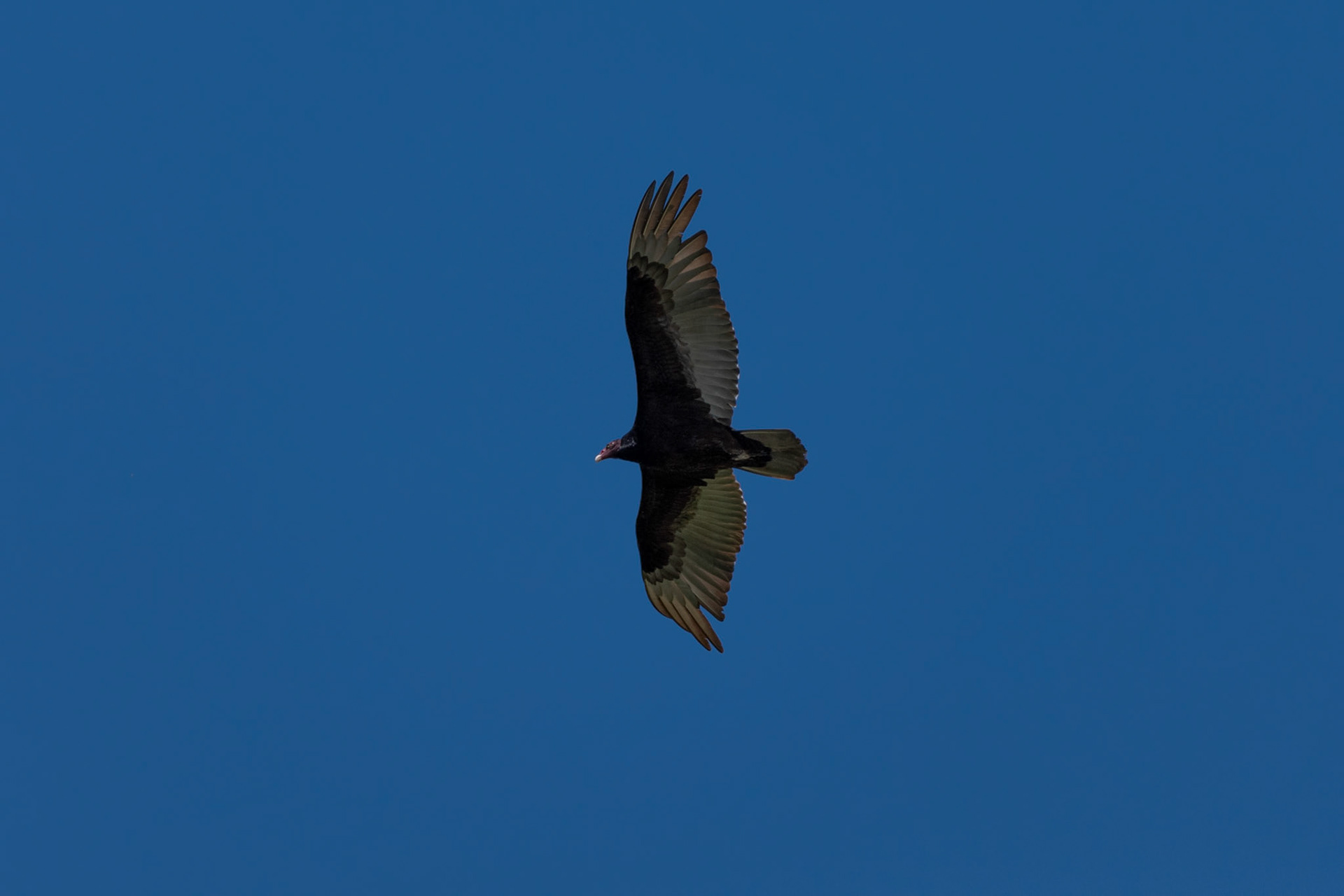 Vautour turque