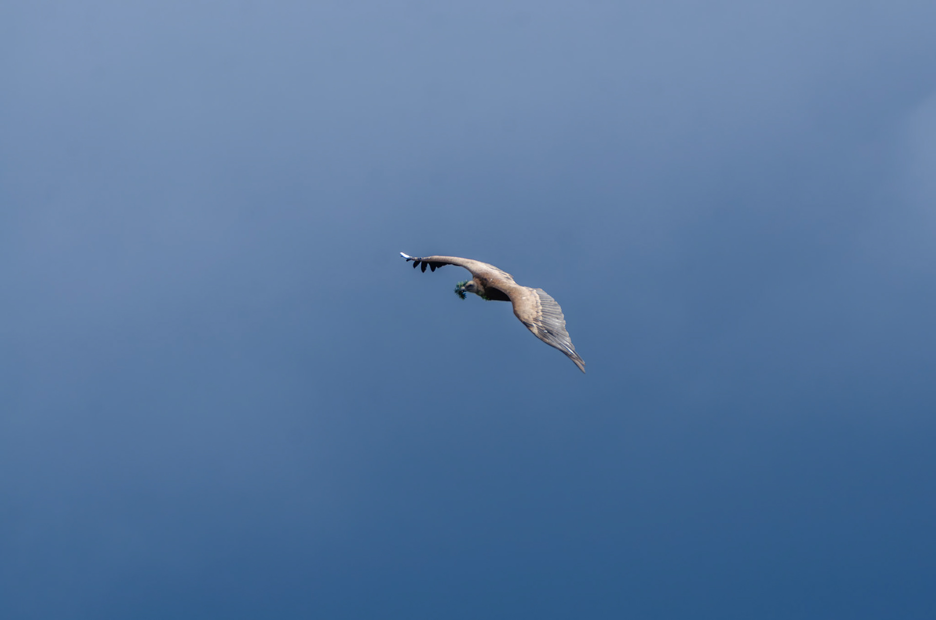 Vautour fauve