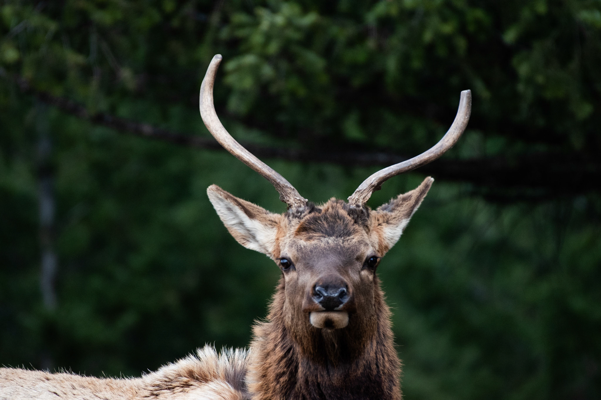 Wapiti
