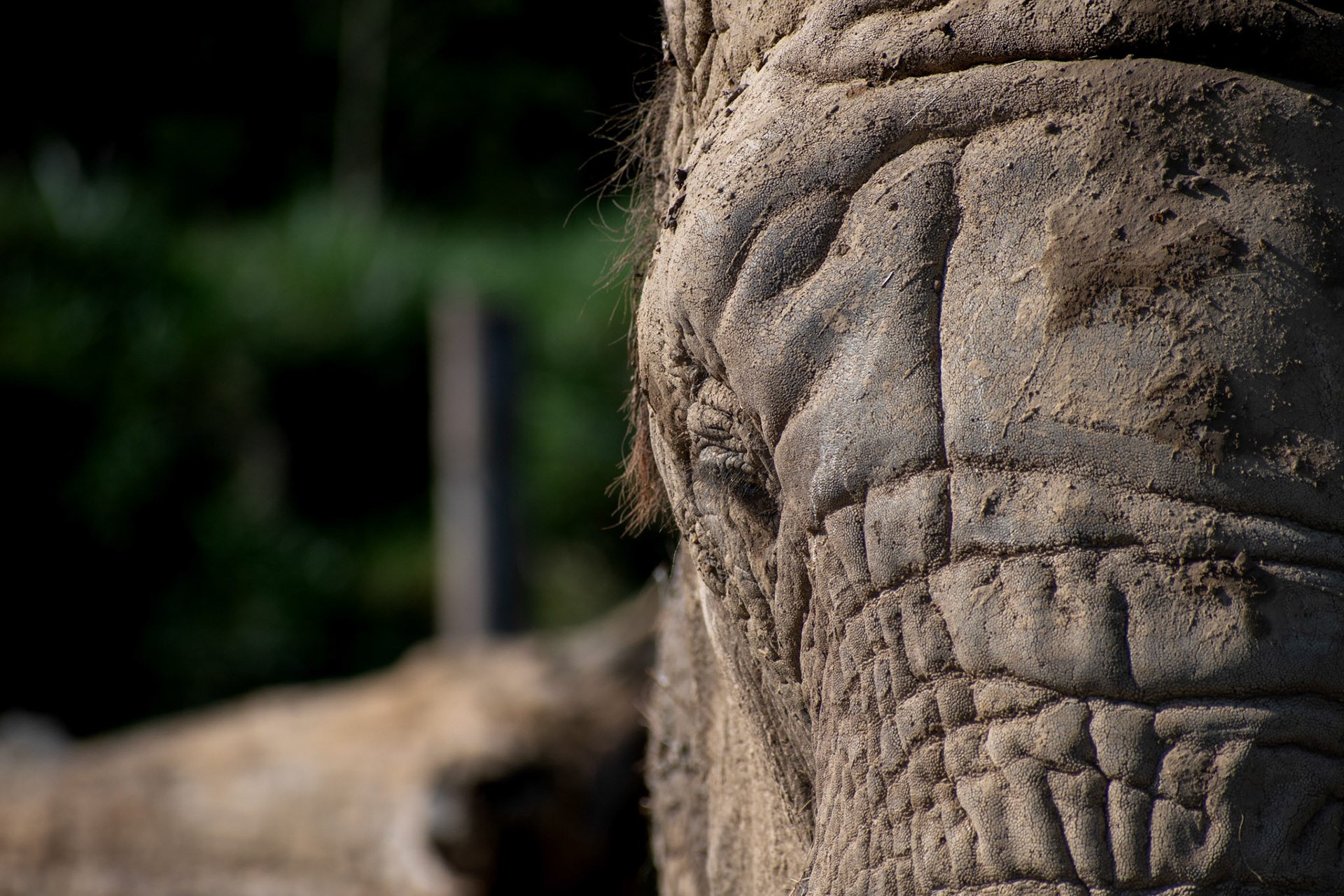 Eléphant d'Afrique
