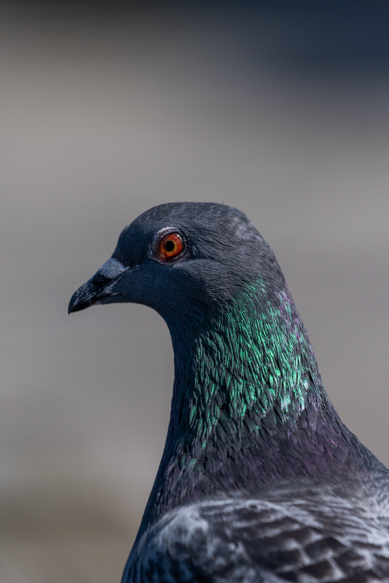 Pigeon Biset