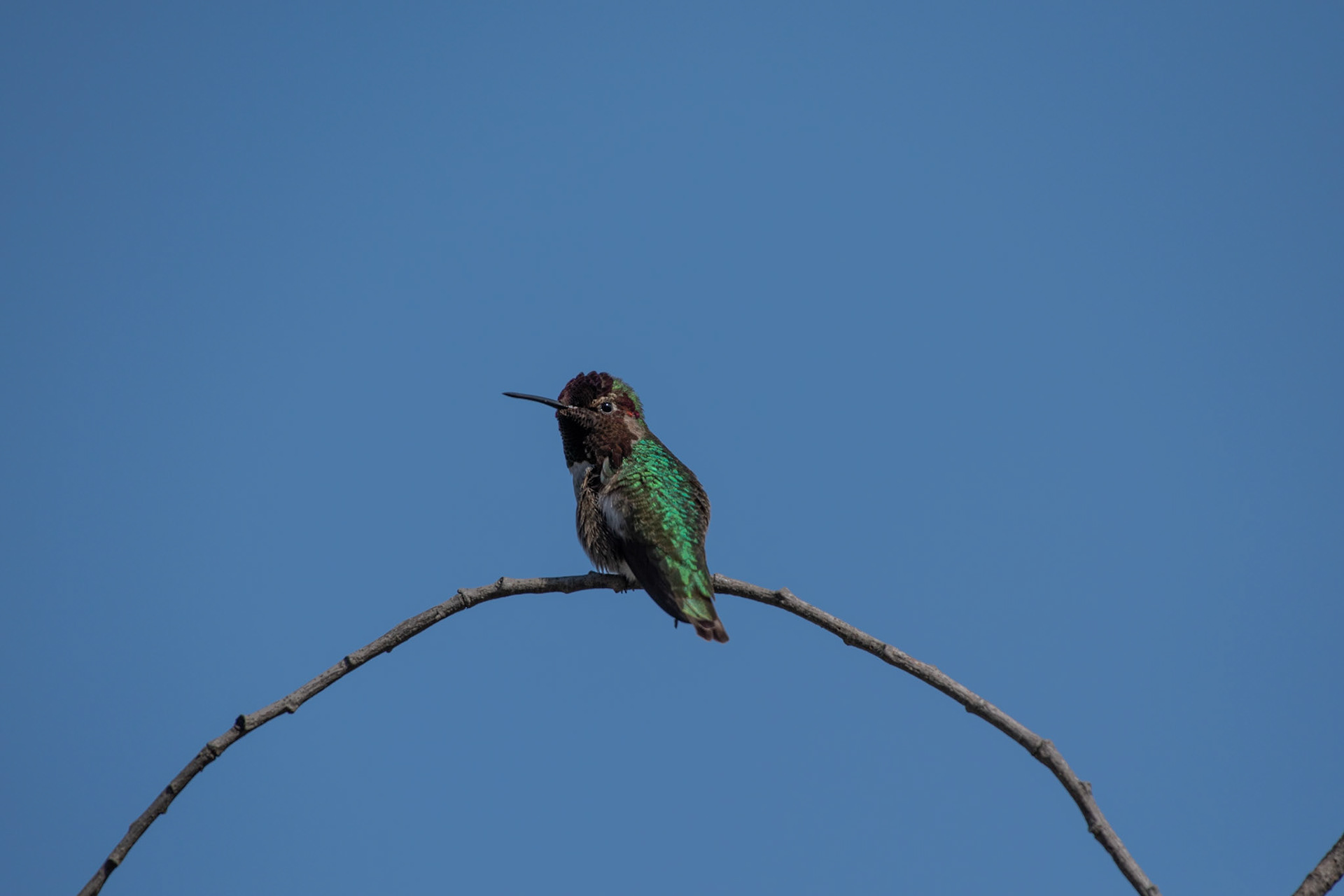 Colibri de Anna