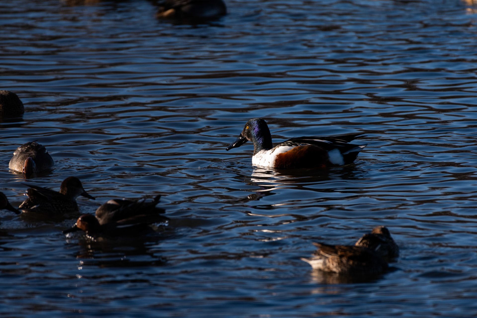Canard souchet