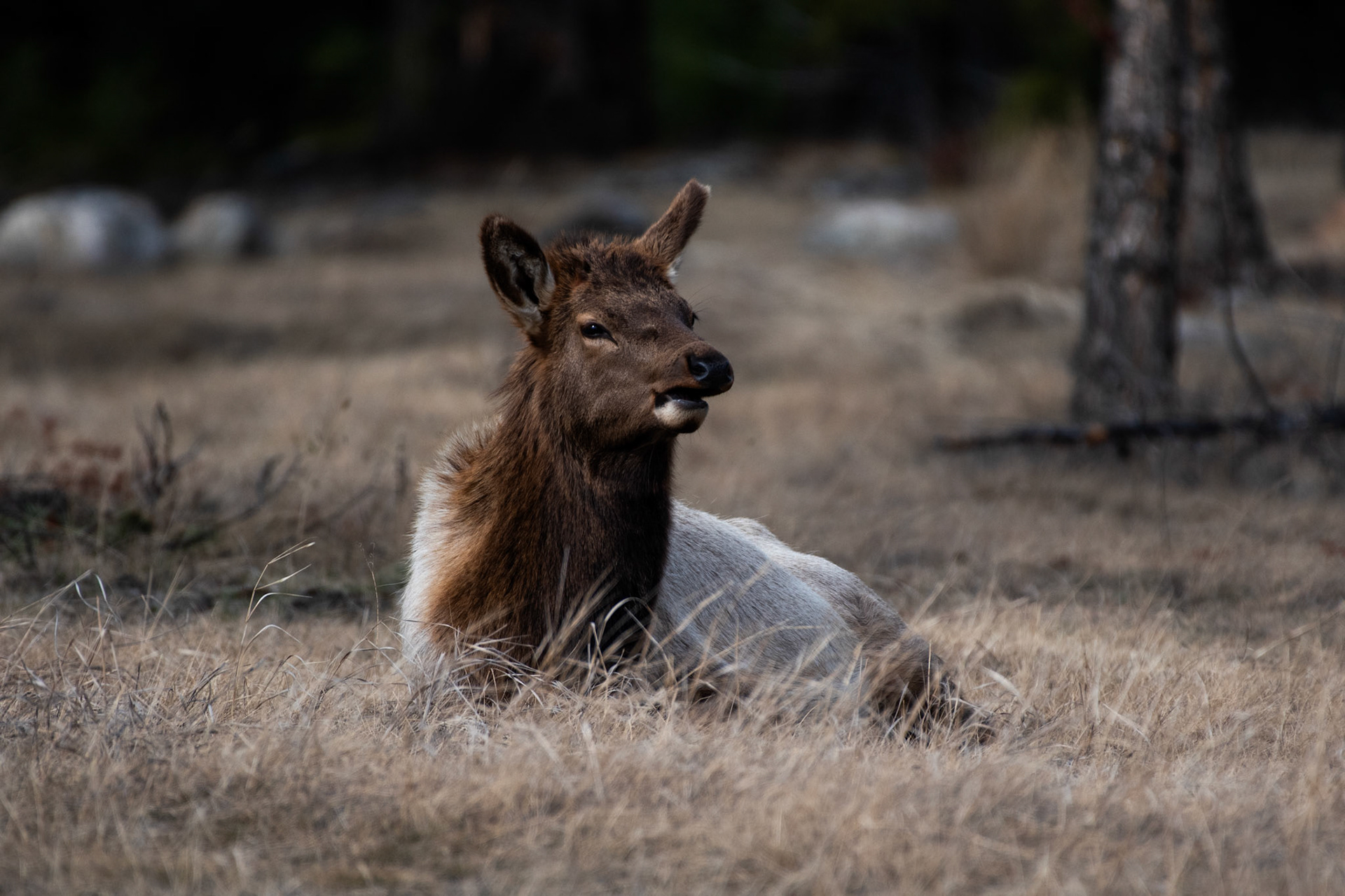 Wapiti