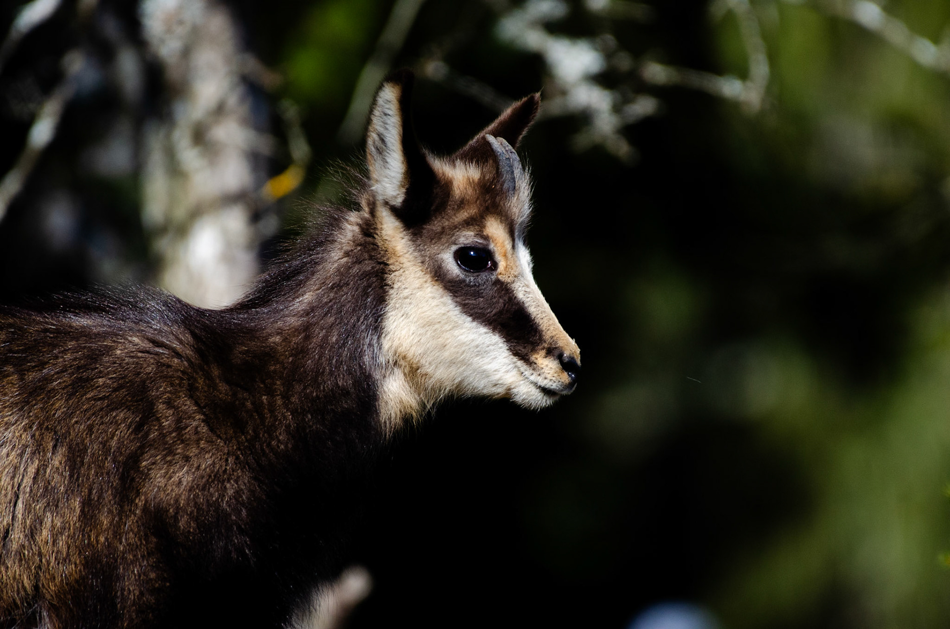 Chamois