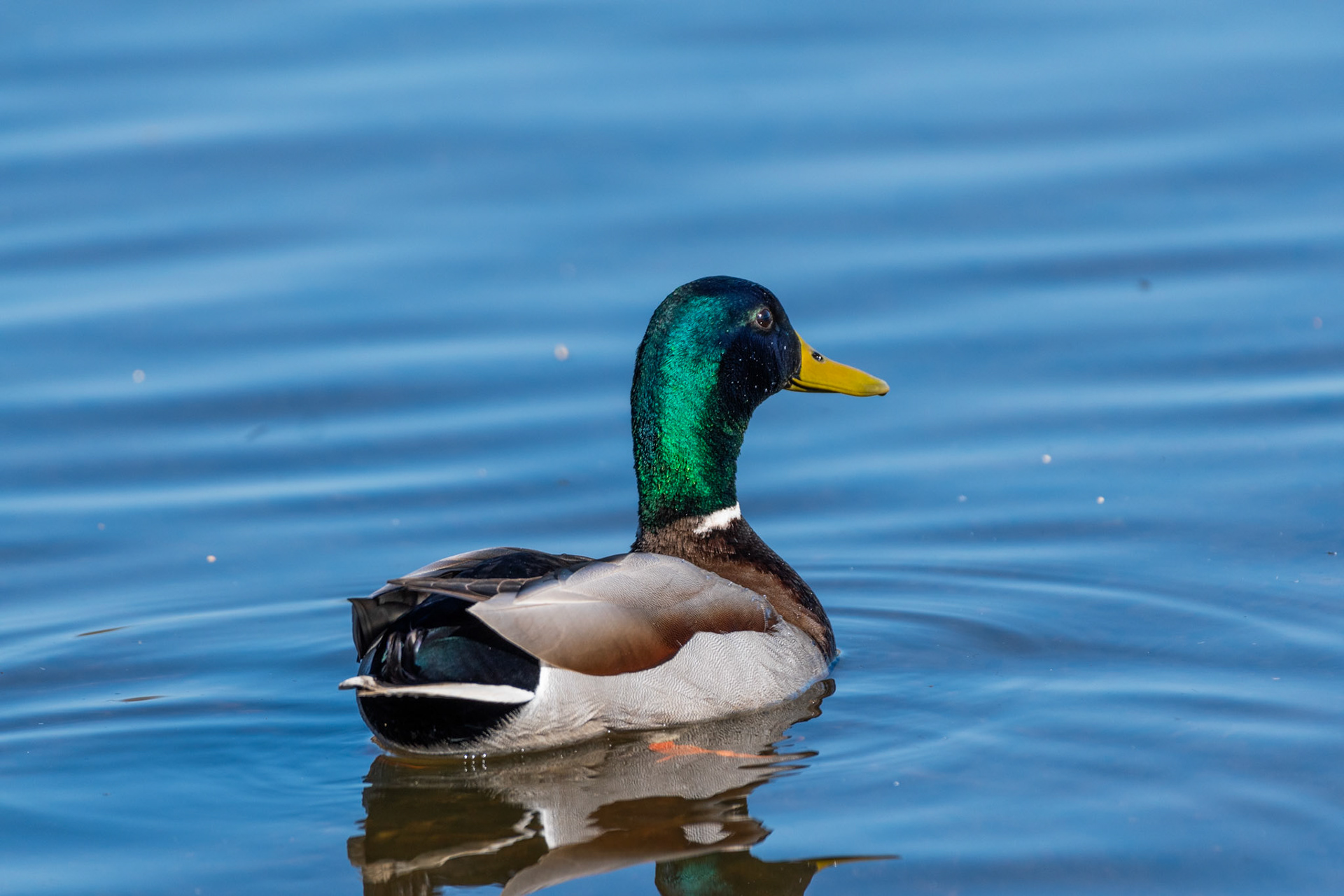 Canard colvert