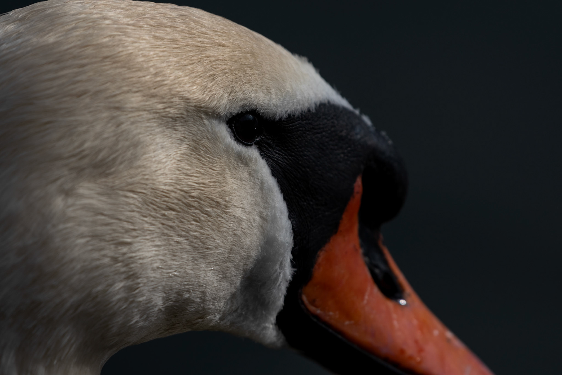Cygne tuberculé