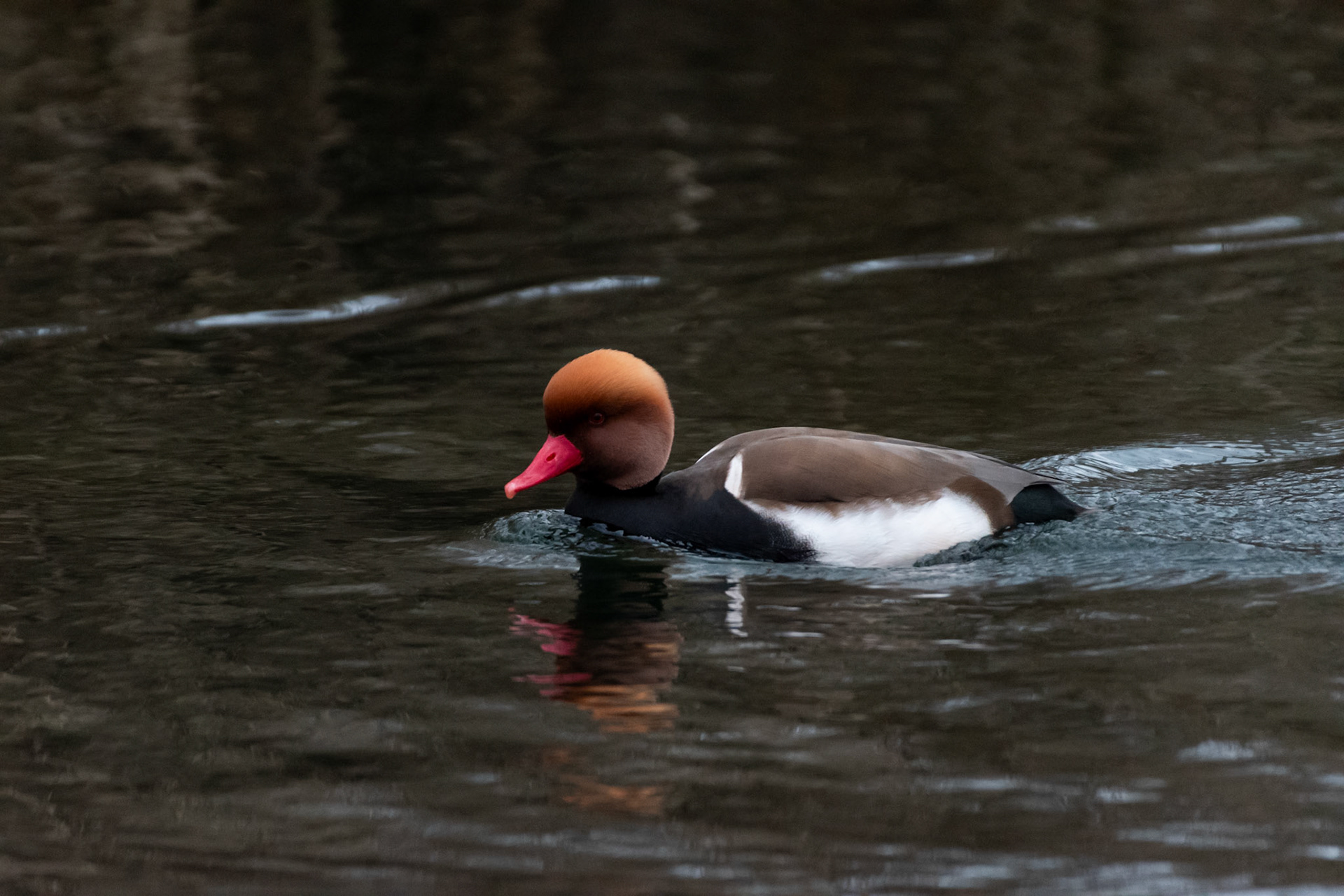 Nette rousse