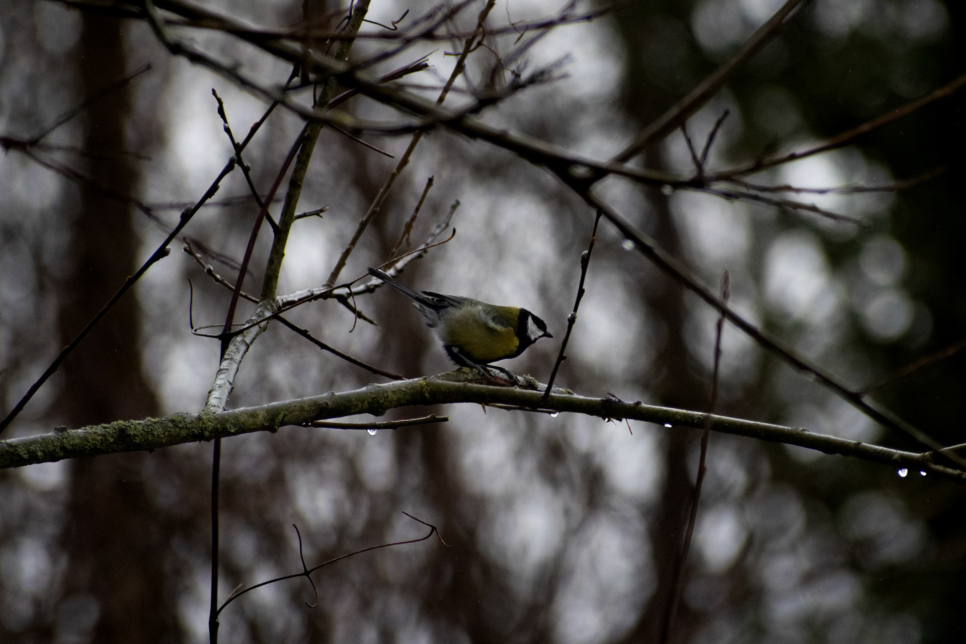 Mésange charbonnière