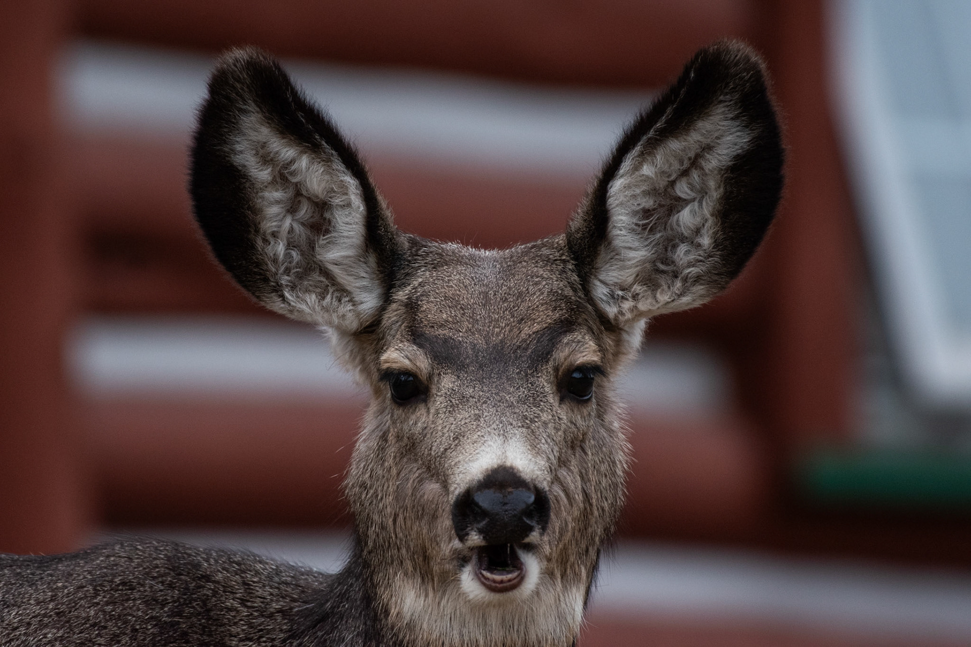 Mule Deer