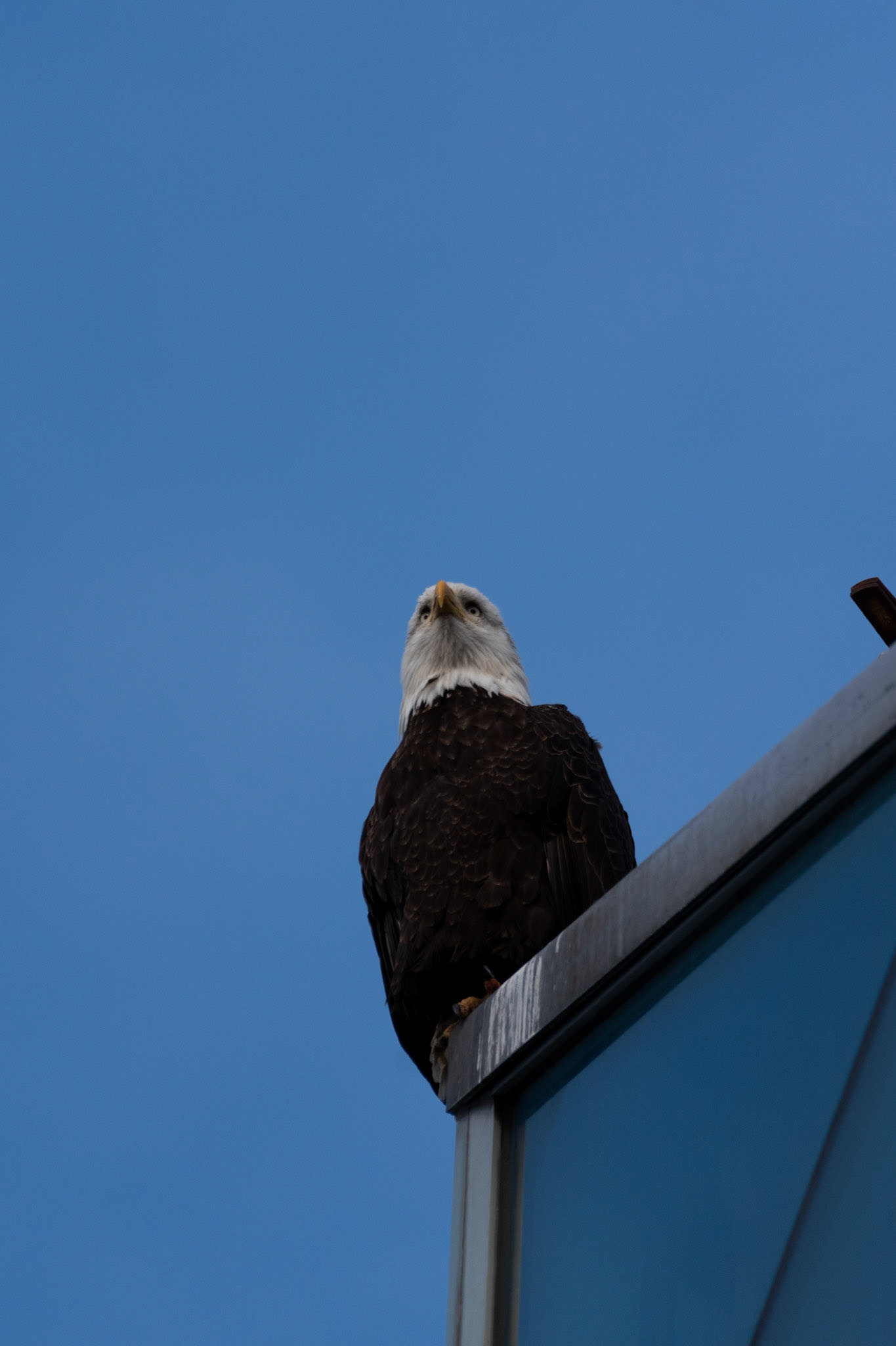 Pygargue à tete blanche