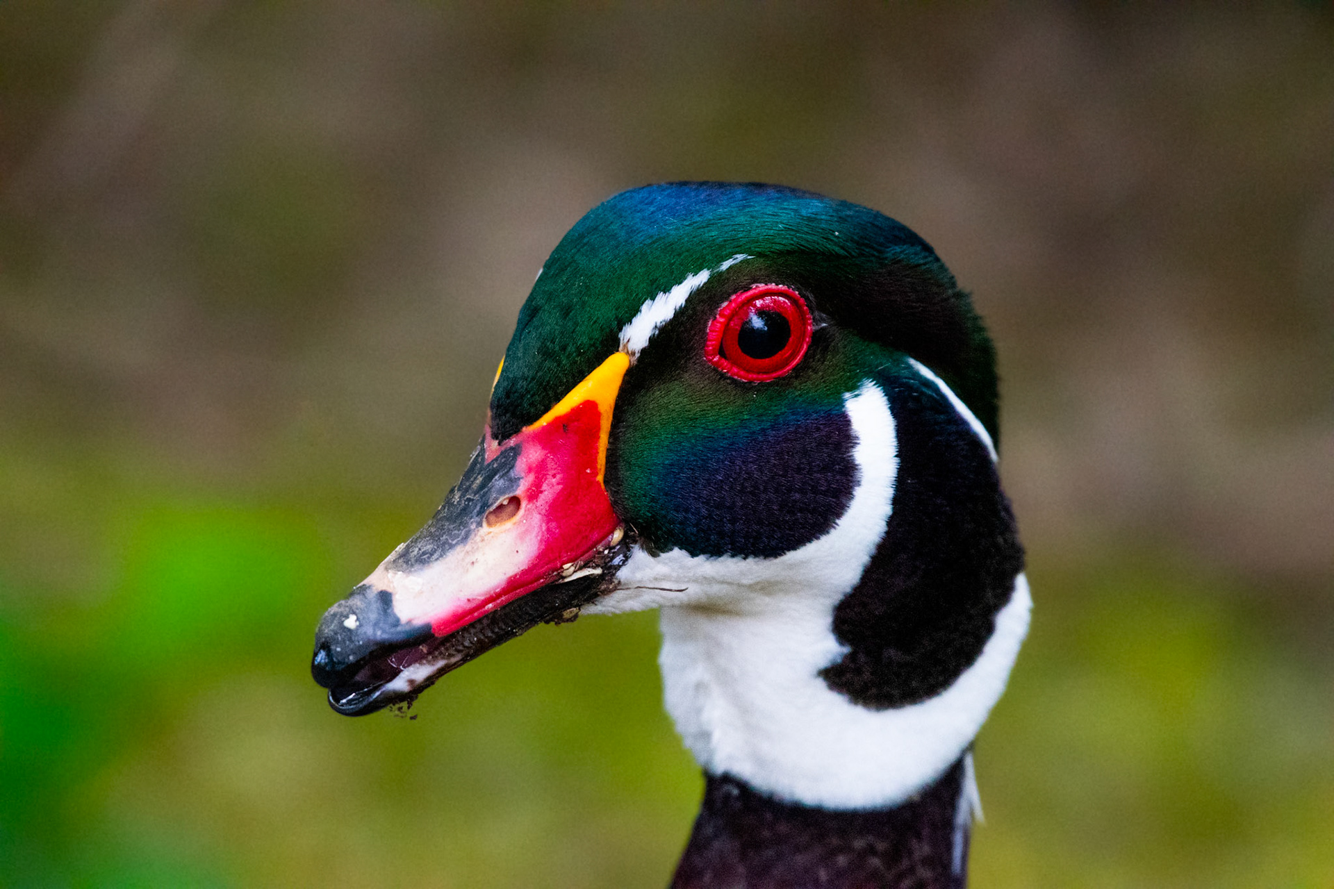 Canard branchu