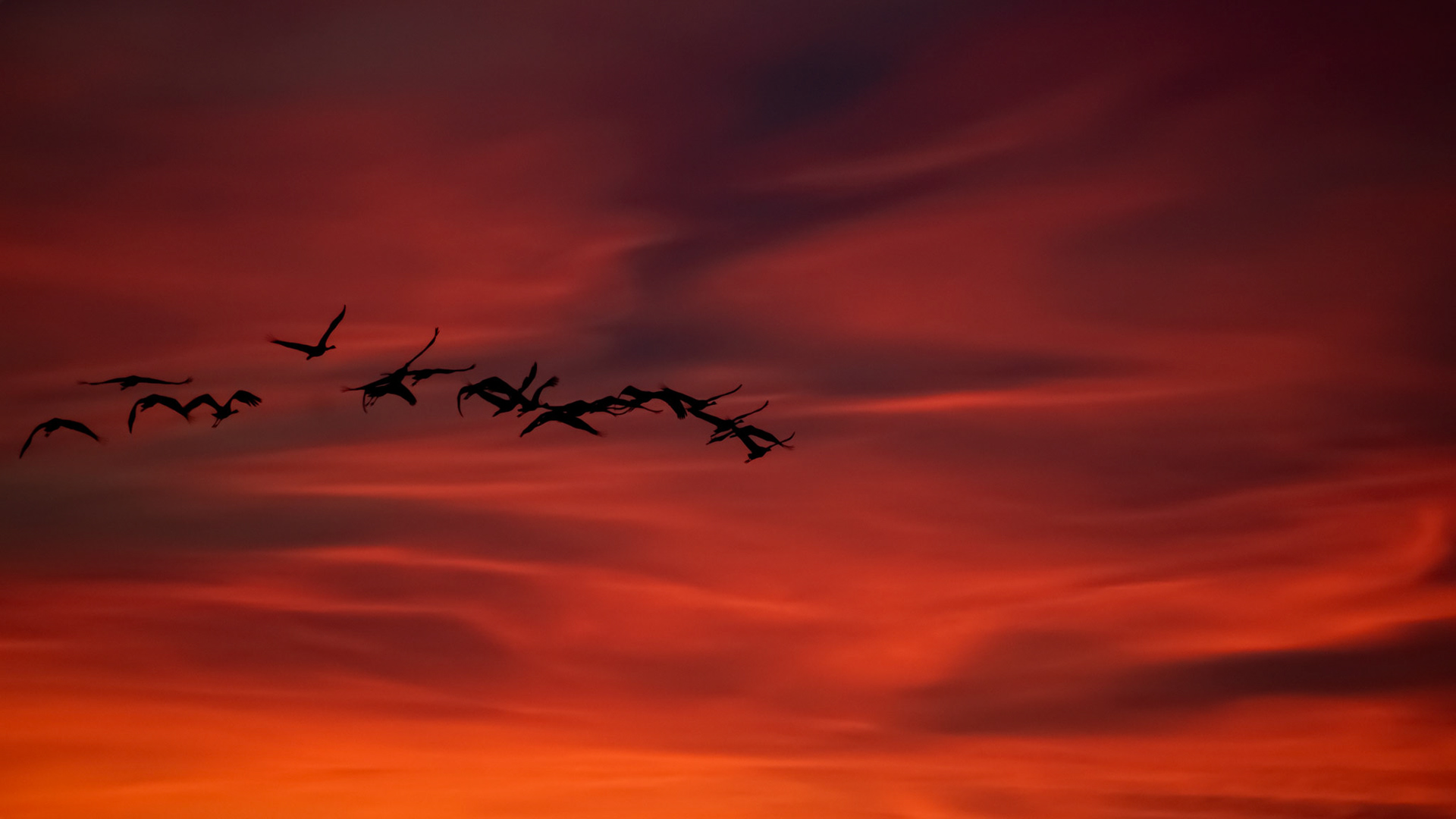 Grues cendrées
