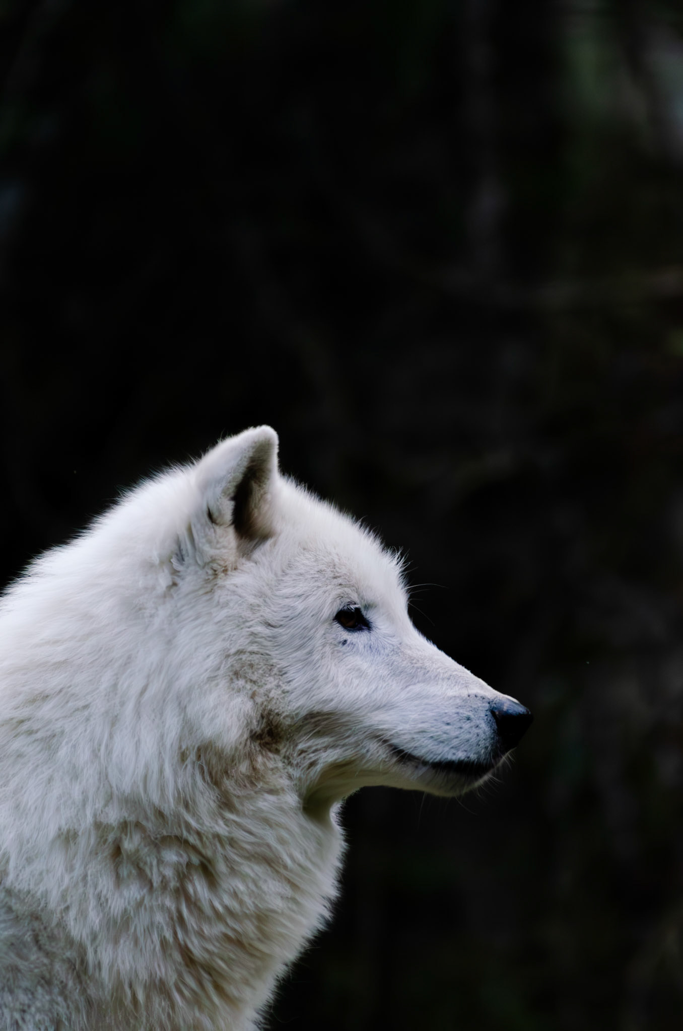 Loup arctique
