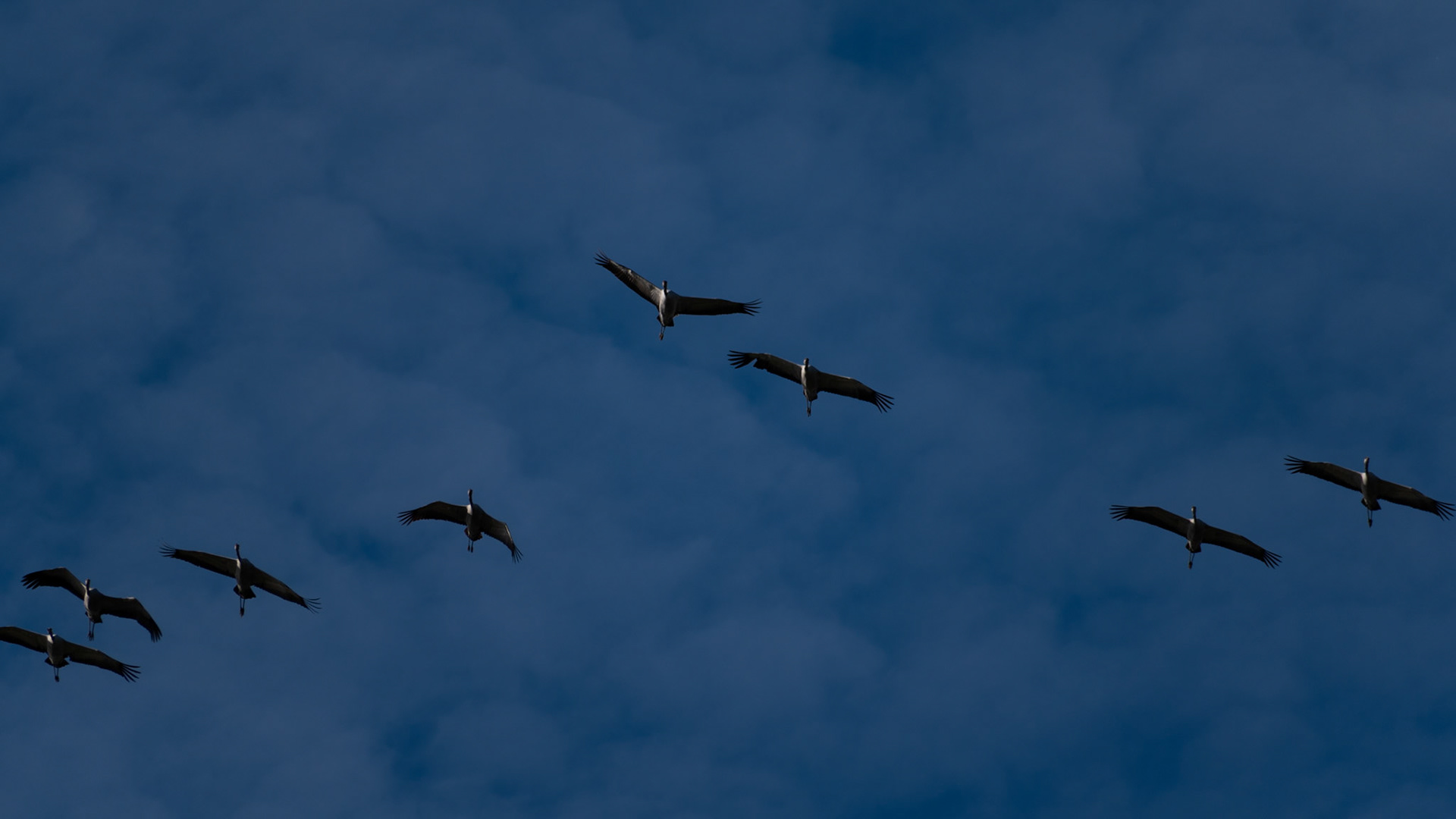 Grues cendrées