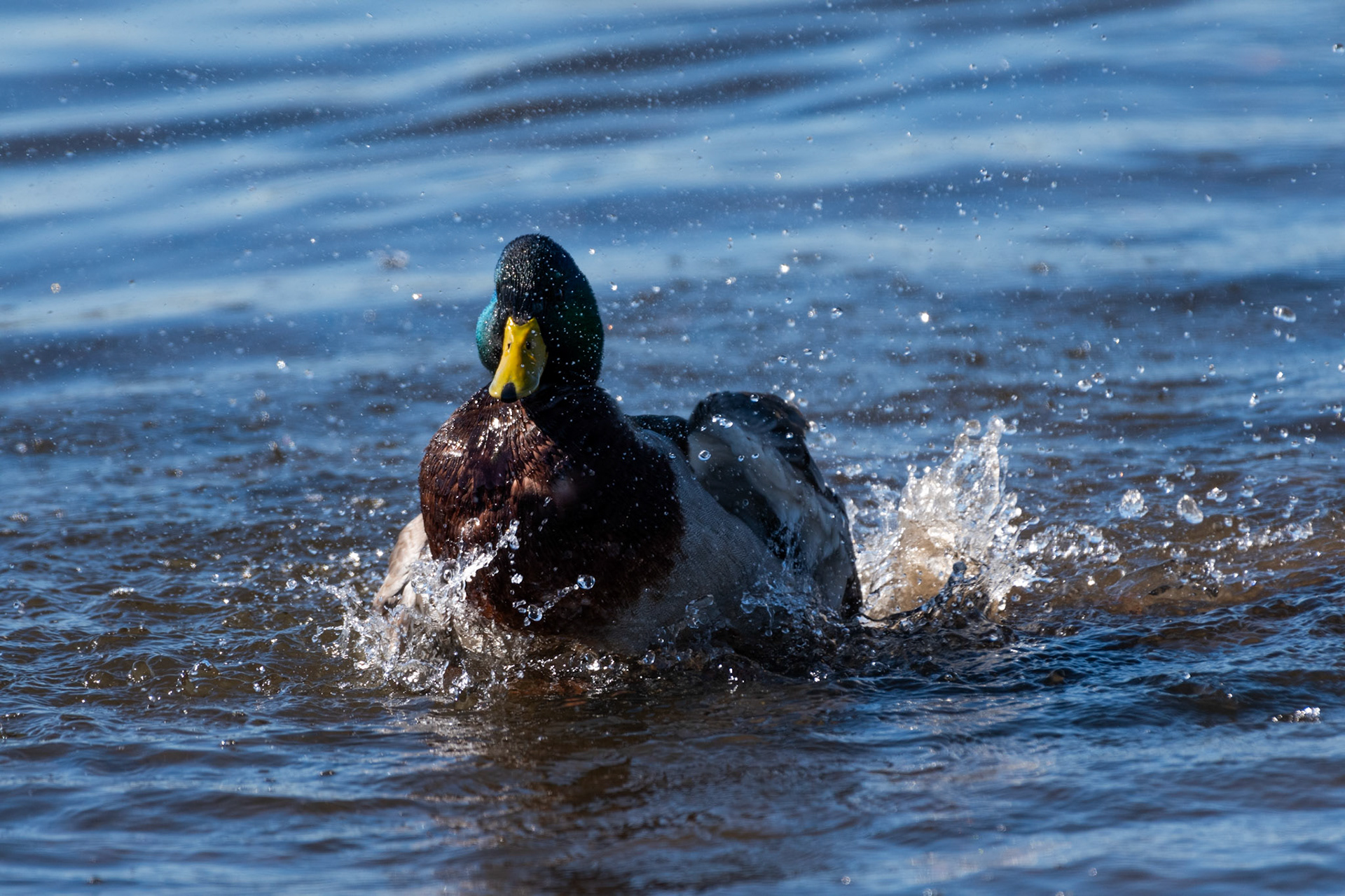 Canard colvert