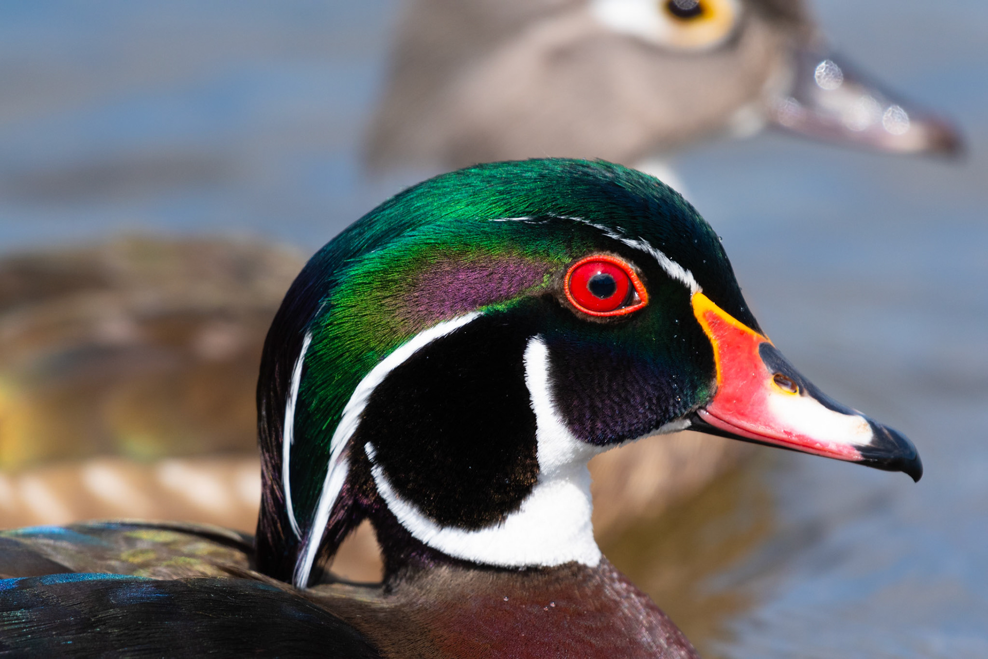 Canard branchu