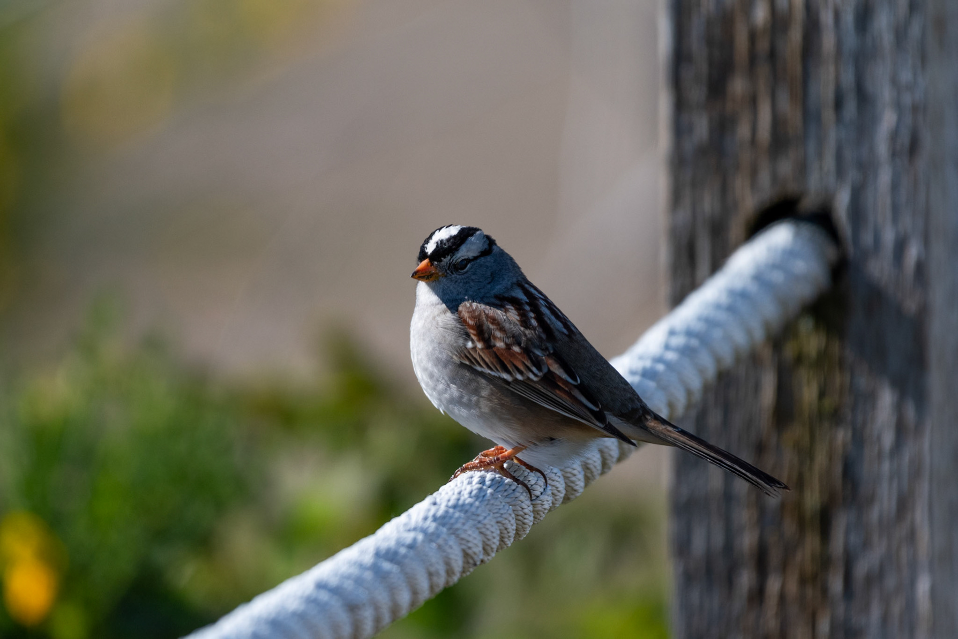 Bruant à couronne blanche