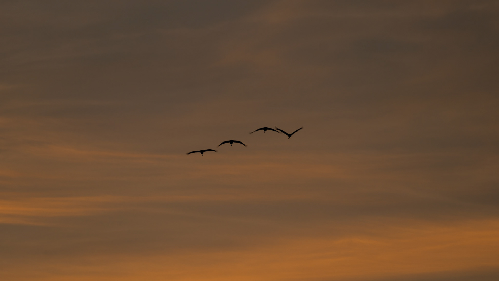 Grues cendrées