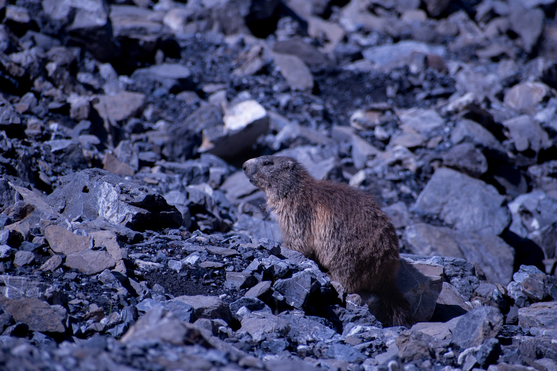 Marmotte des Alpes