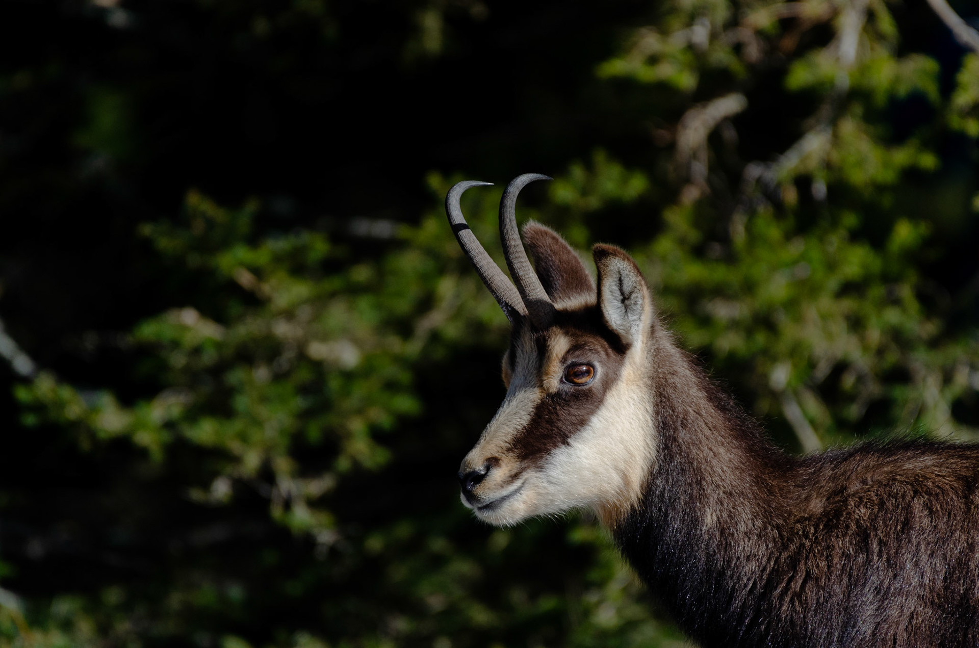 Chamois