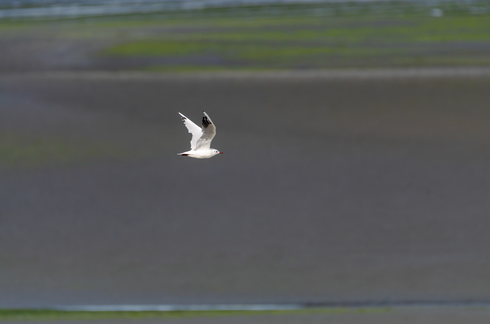 Mouette rieuse