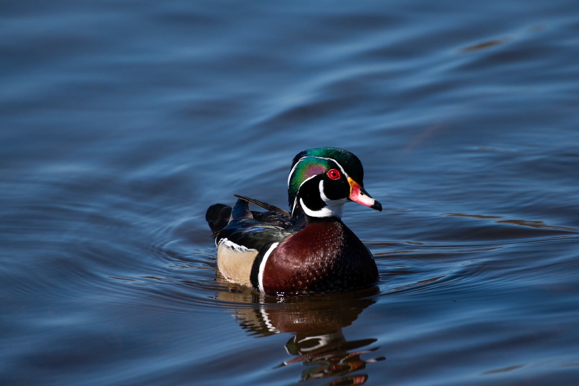Canard branchu