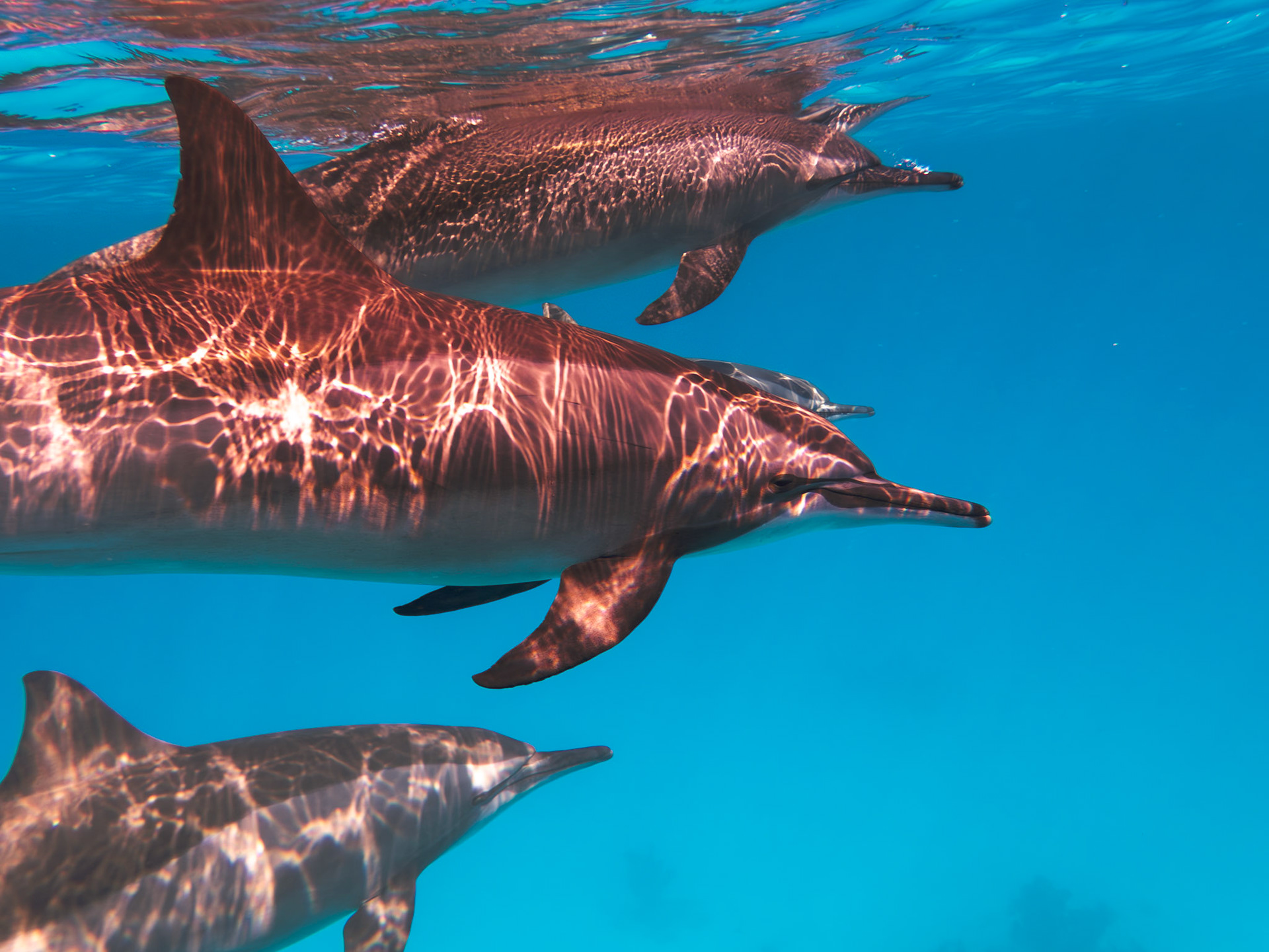 Dauphins à long-becs