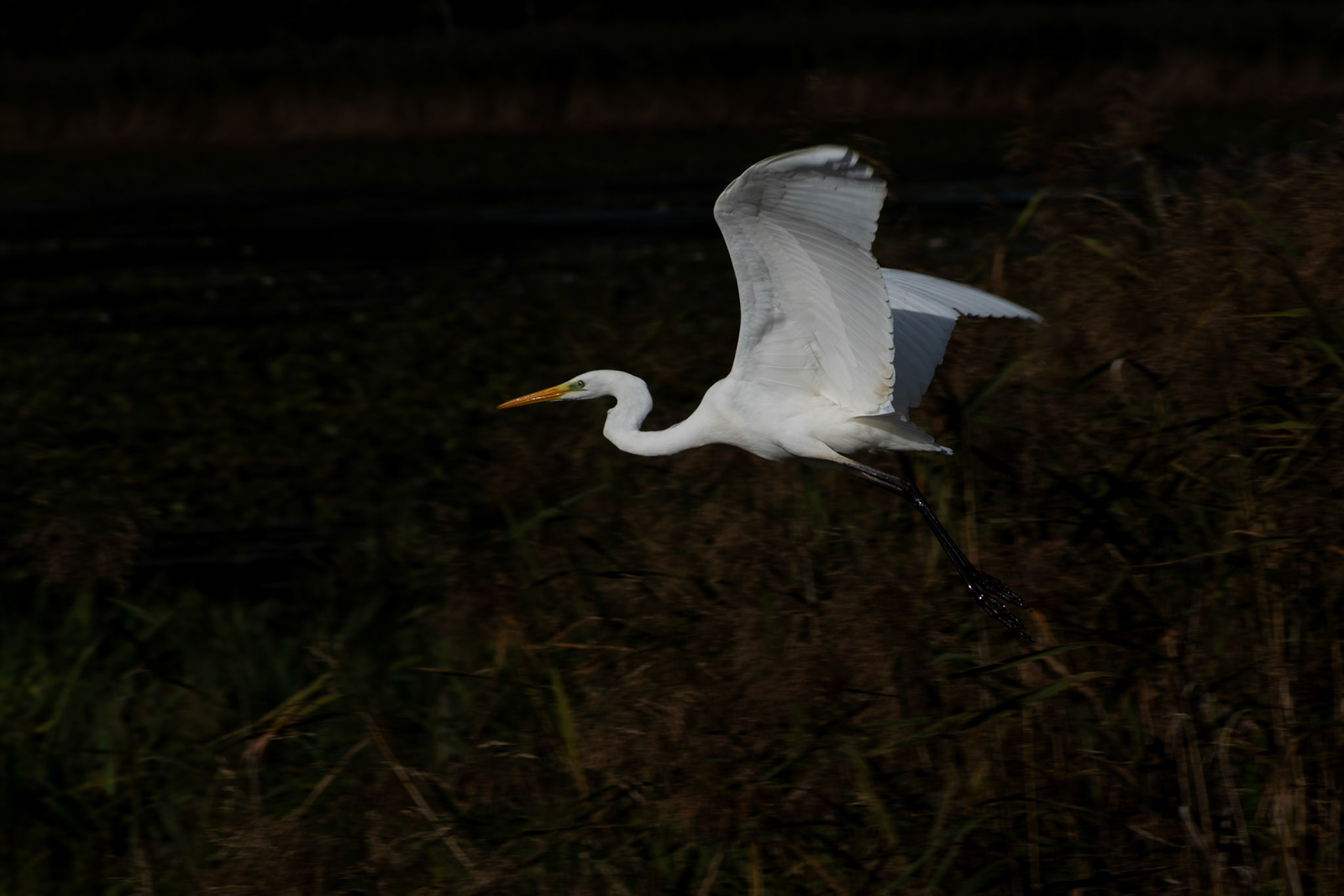 Grande aigrette