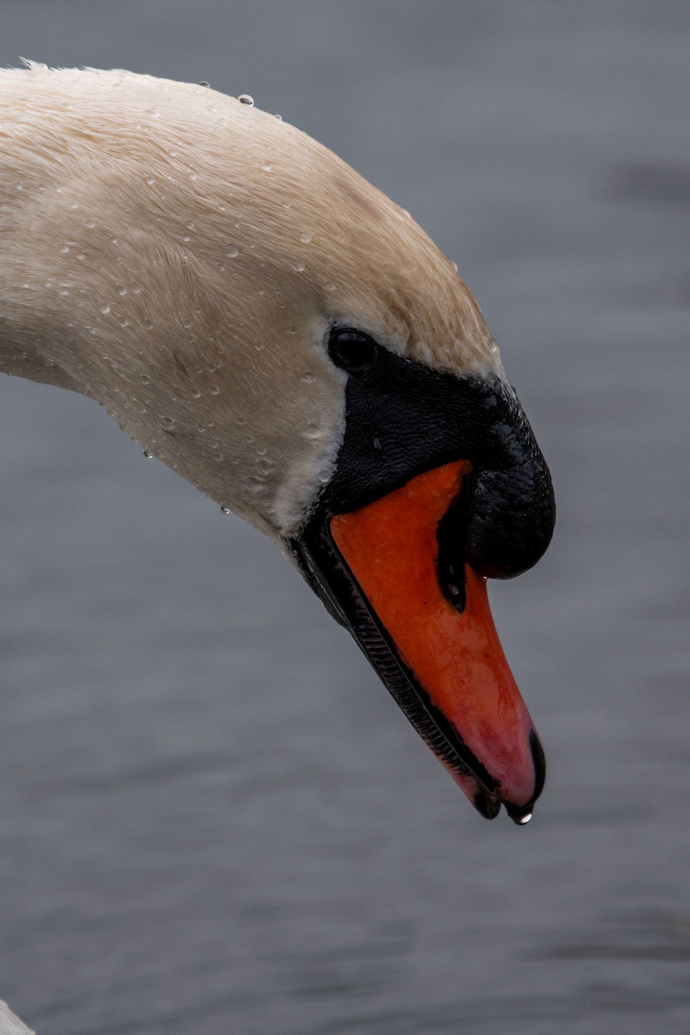 Cygne tuberculé