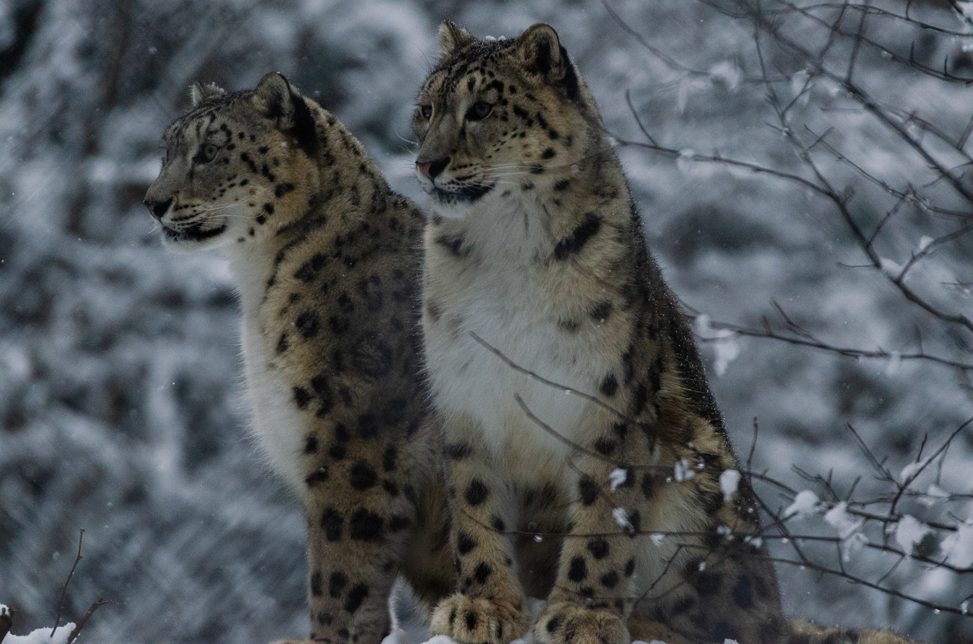 Panthères des neiges
