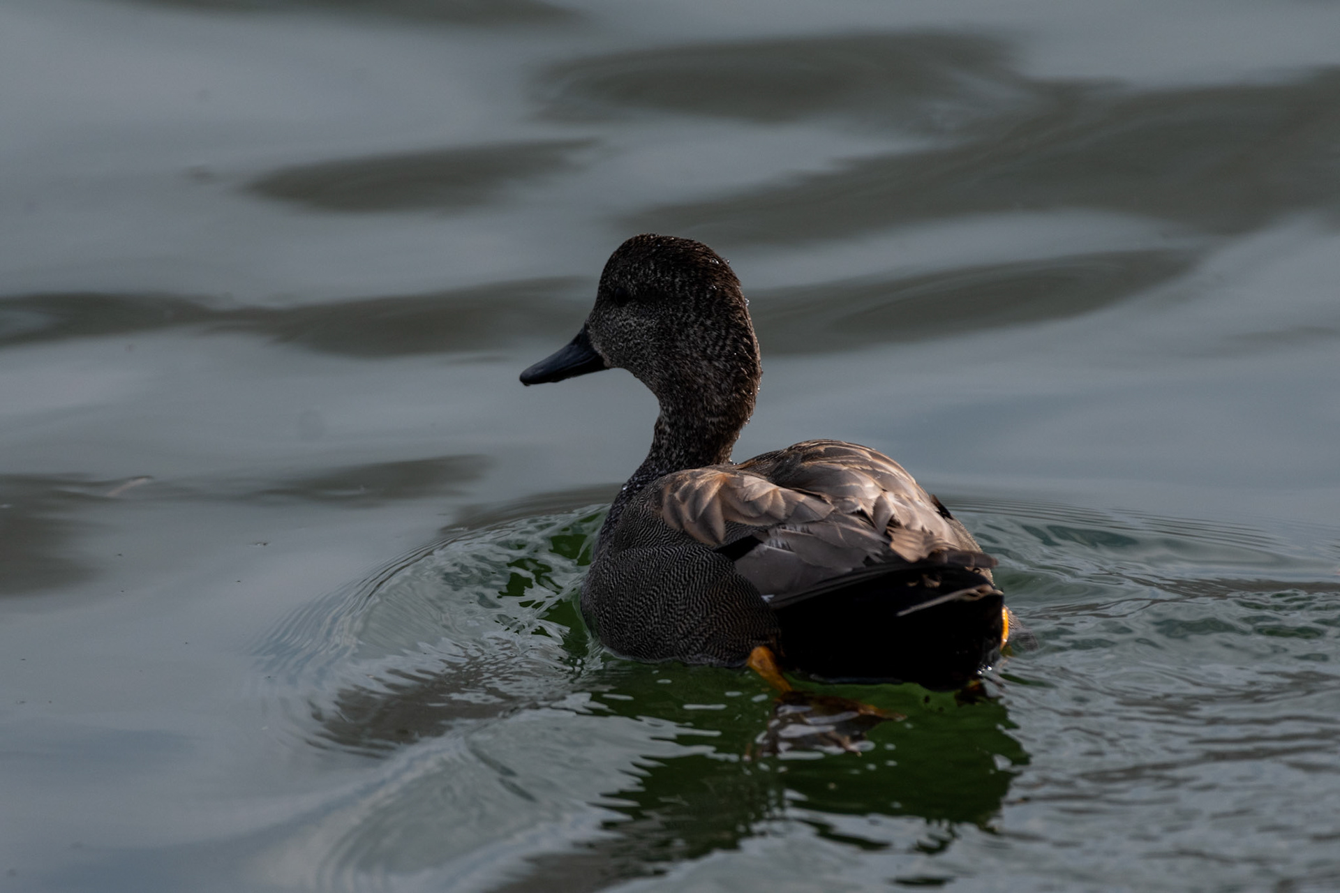 Canard chipeau