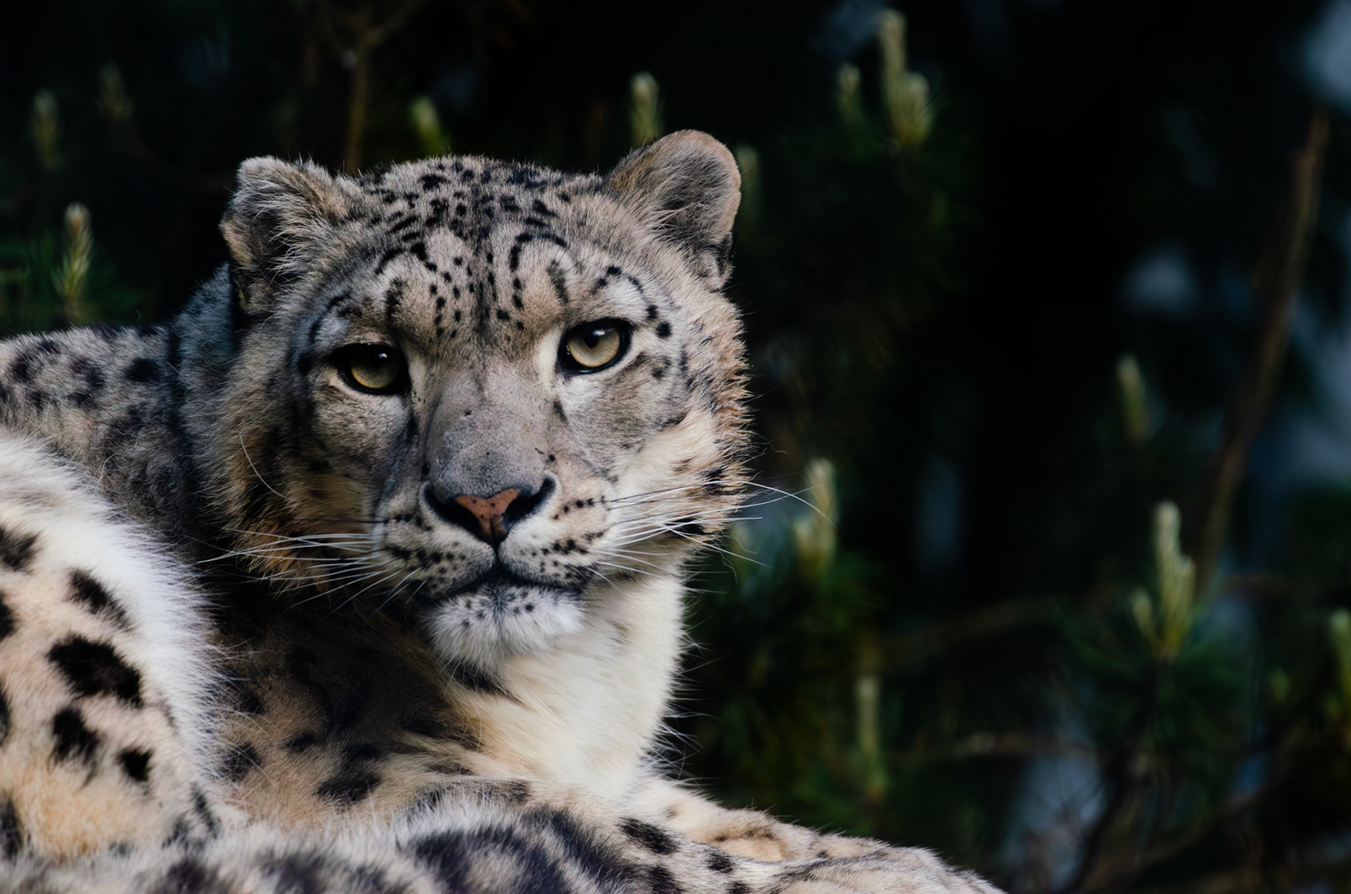 Panthère des neiges