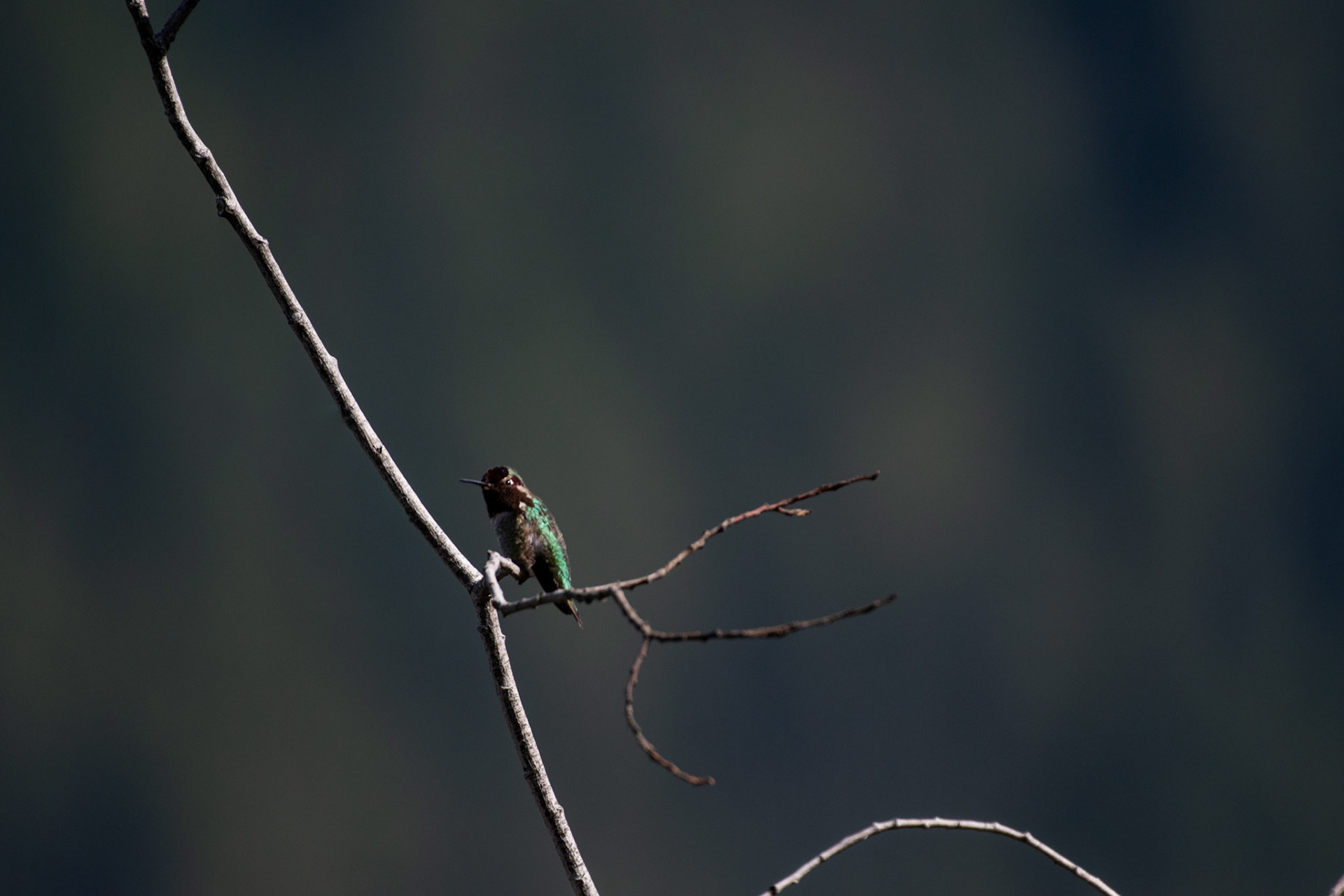 Colibri de Anna