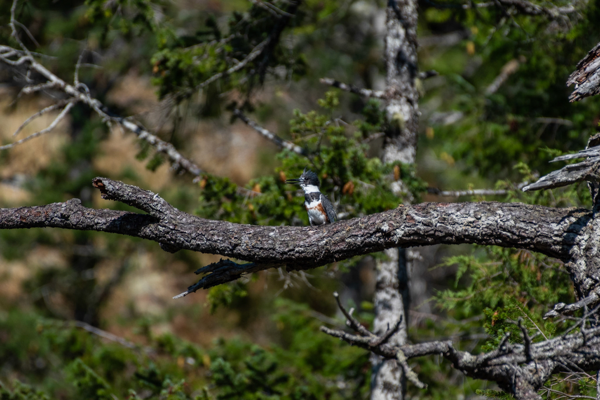 Martin pecheur d'Amérique