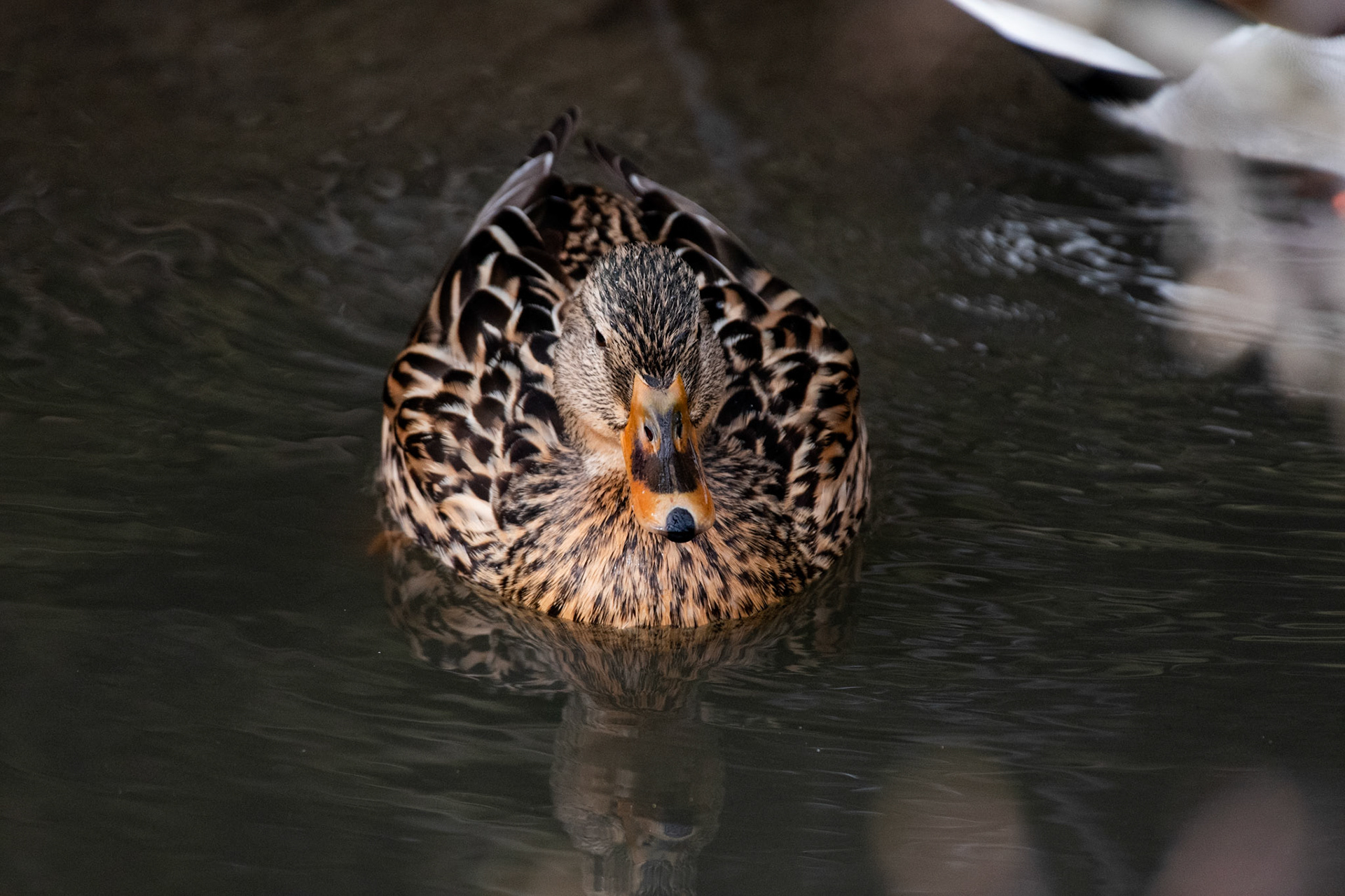 Canard colvert