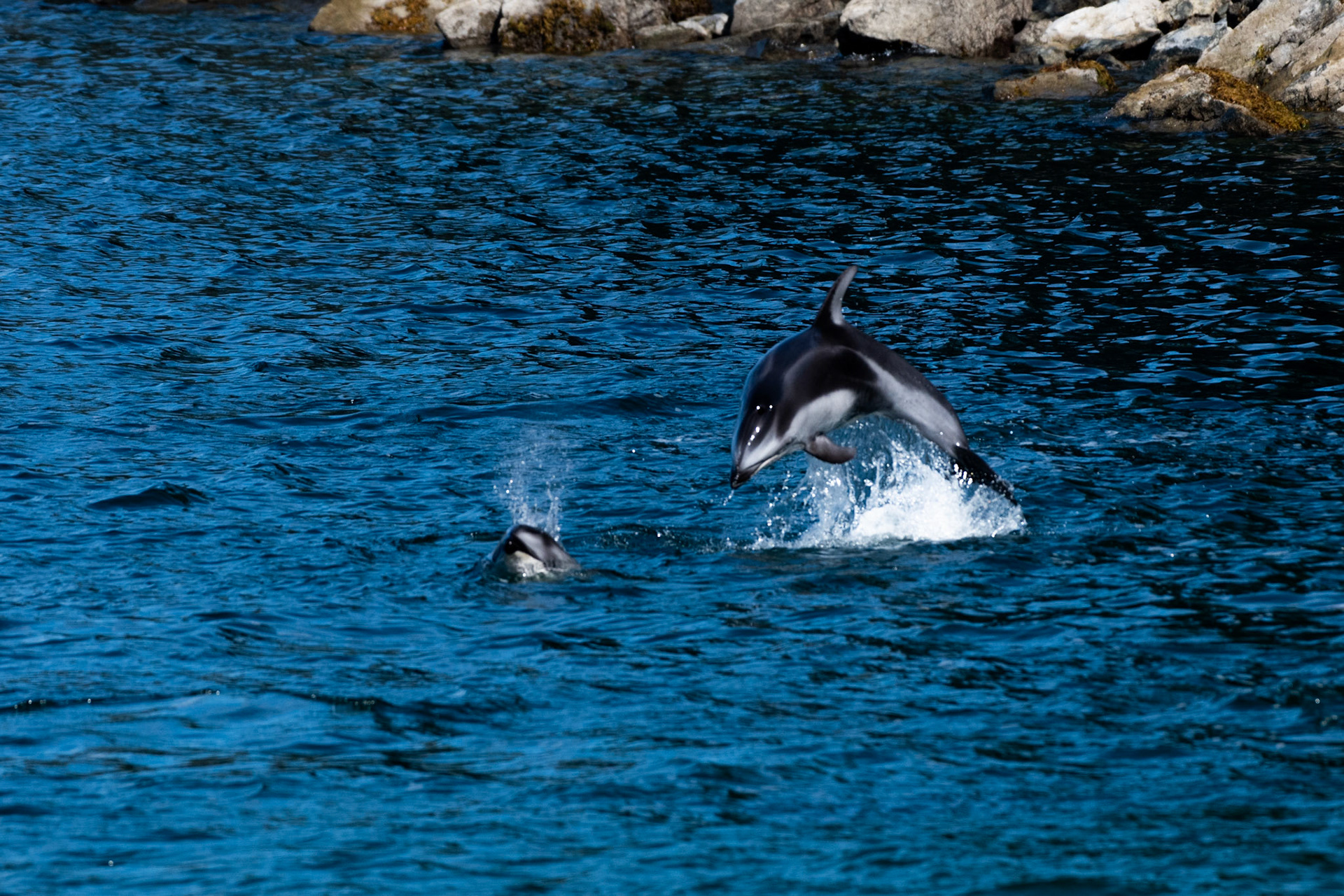 Dauphins à flancs blanc du Pacifique