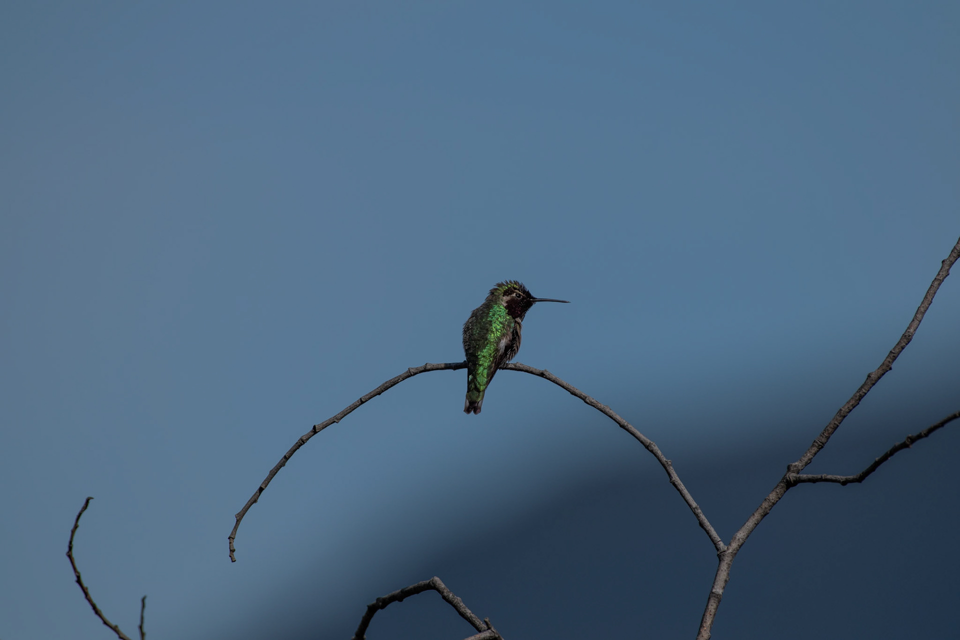 Colibri de Anna
