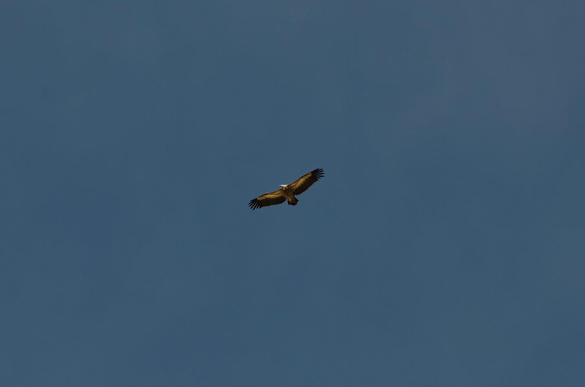 Vautour fauve