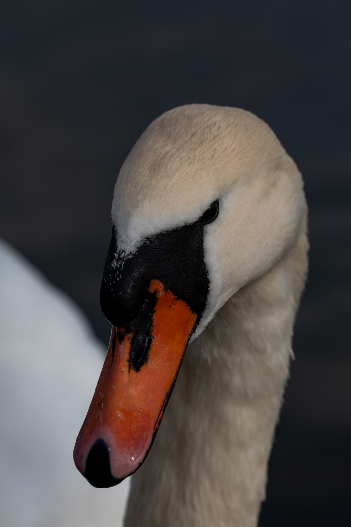 Cygne tuberculé