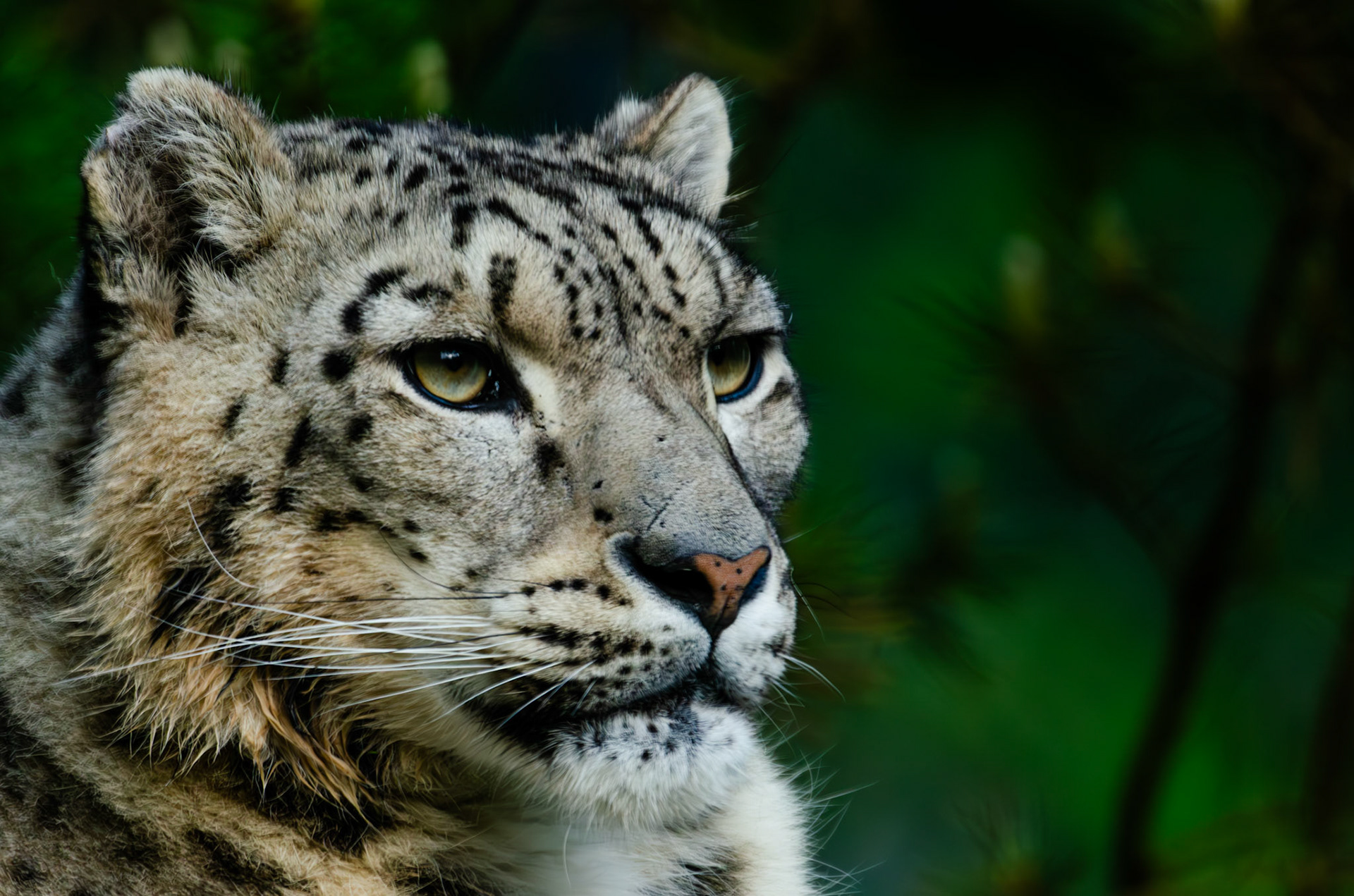 Panthère des neiges