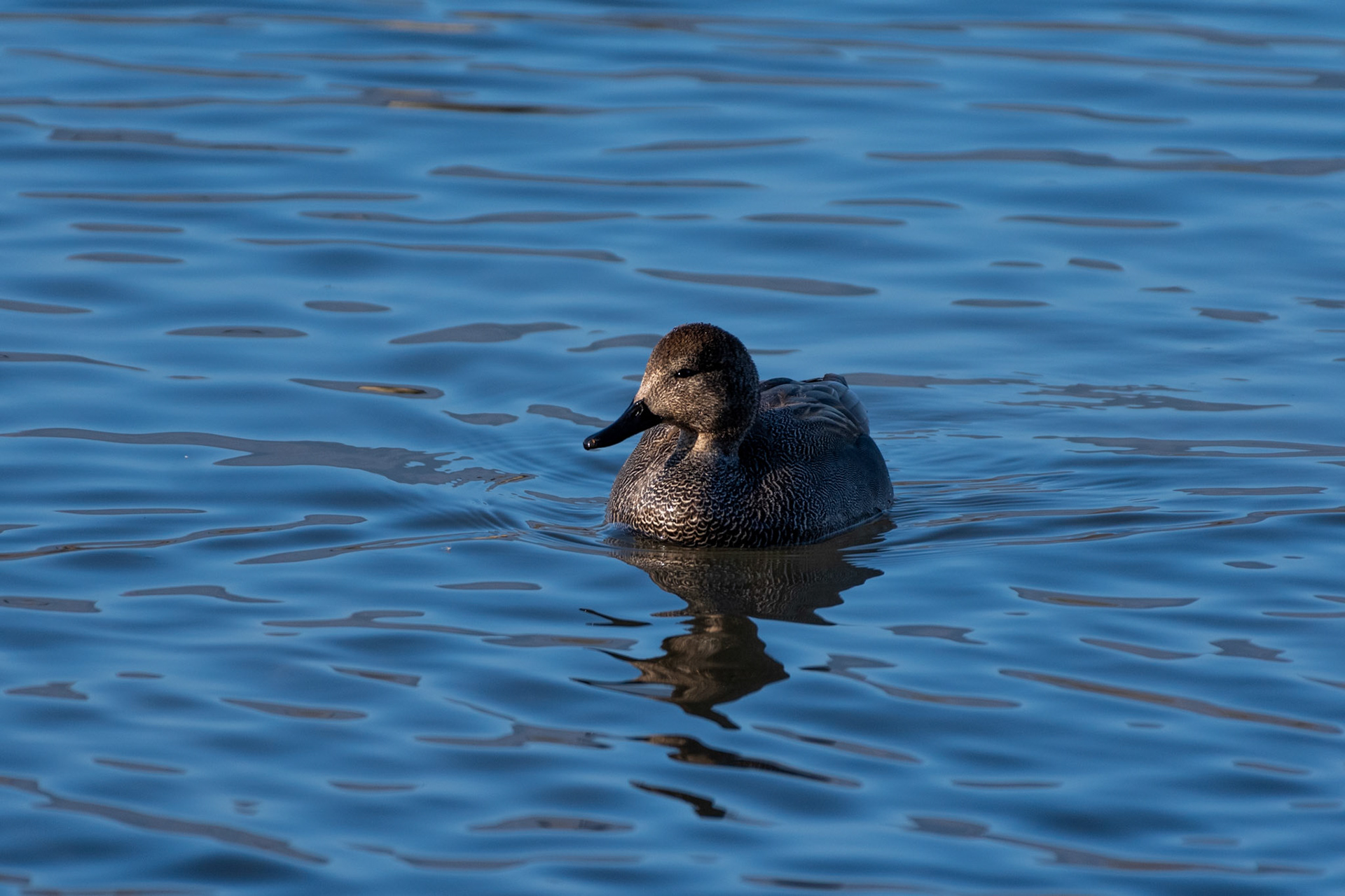 Canard chipeau