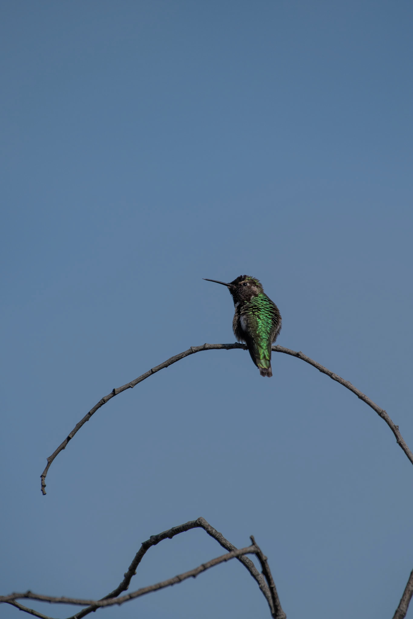Colibri de Anna
