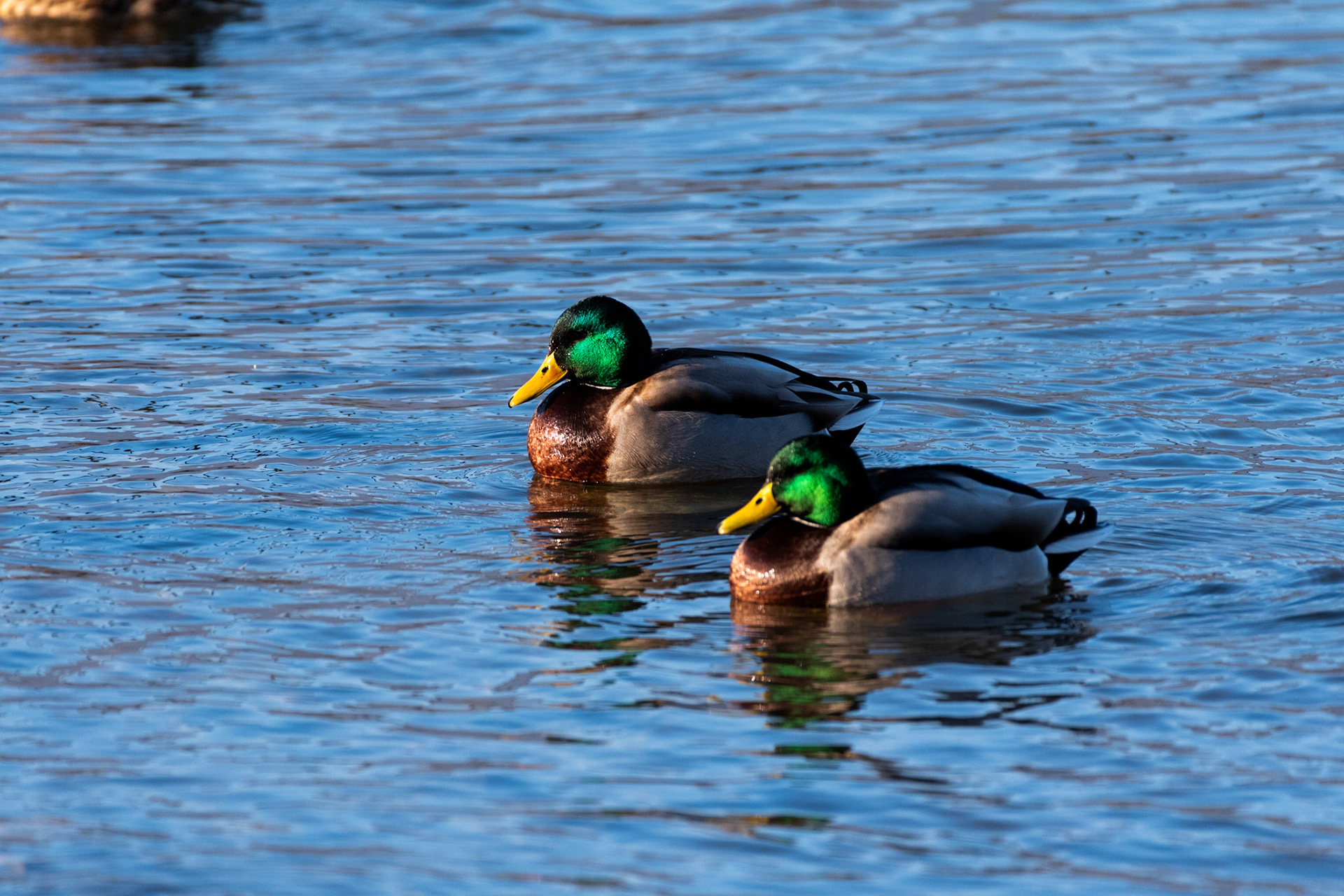 Canard colvert