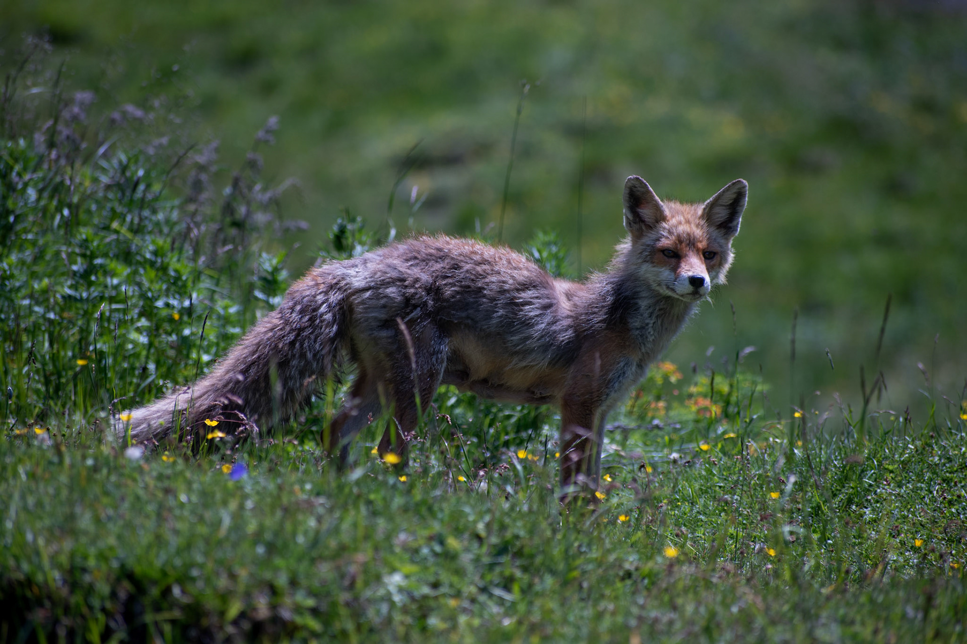 Renard roux